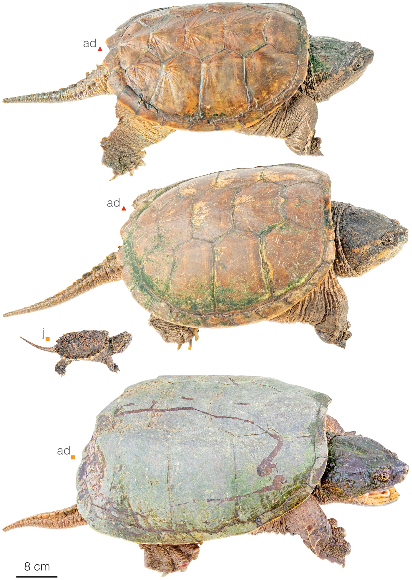 Figure showing variation among individuals of Chelydra acutirostris