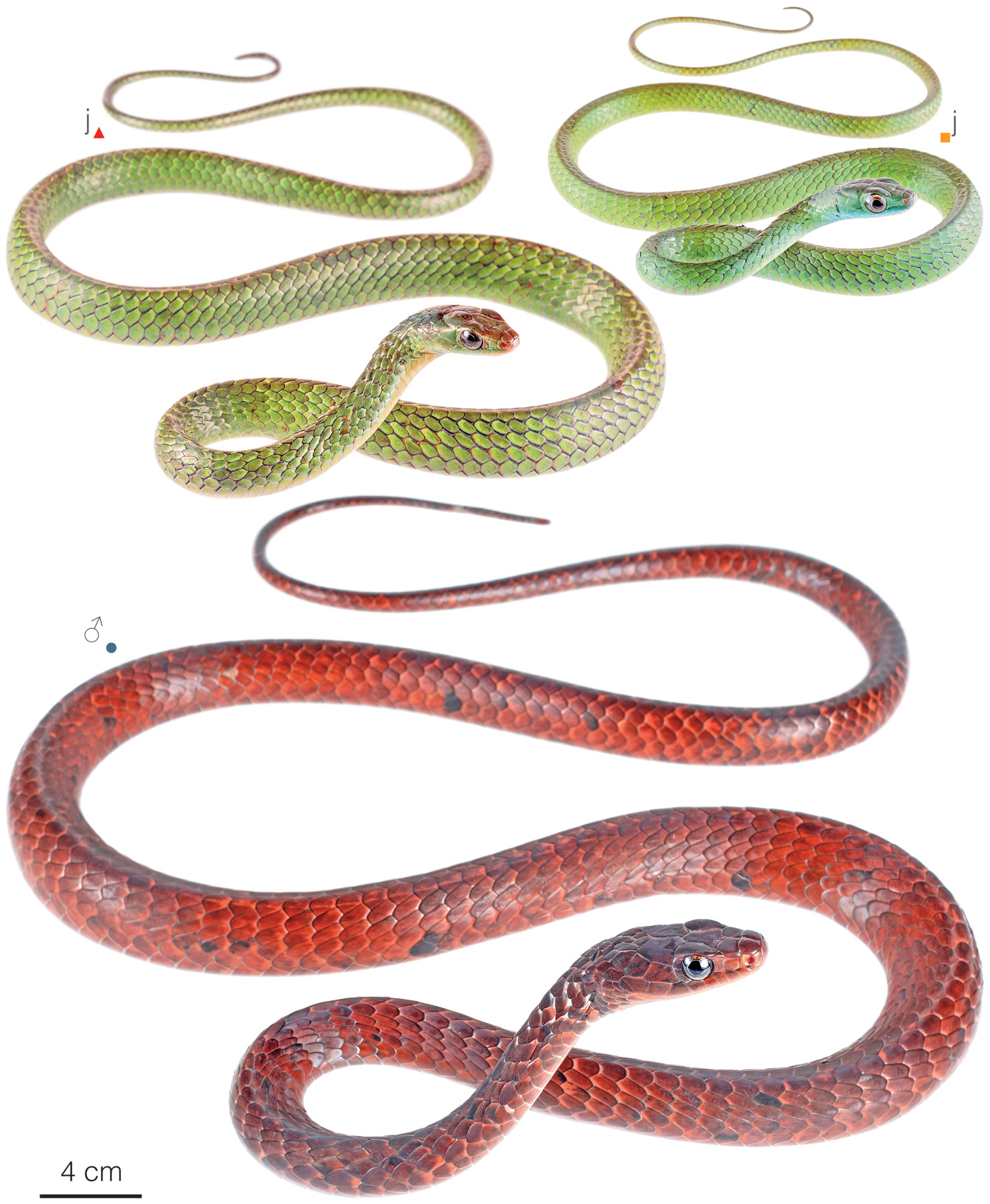 Figure showing variation among individuals of Chironius scurrula