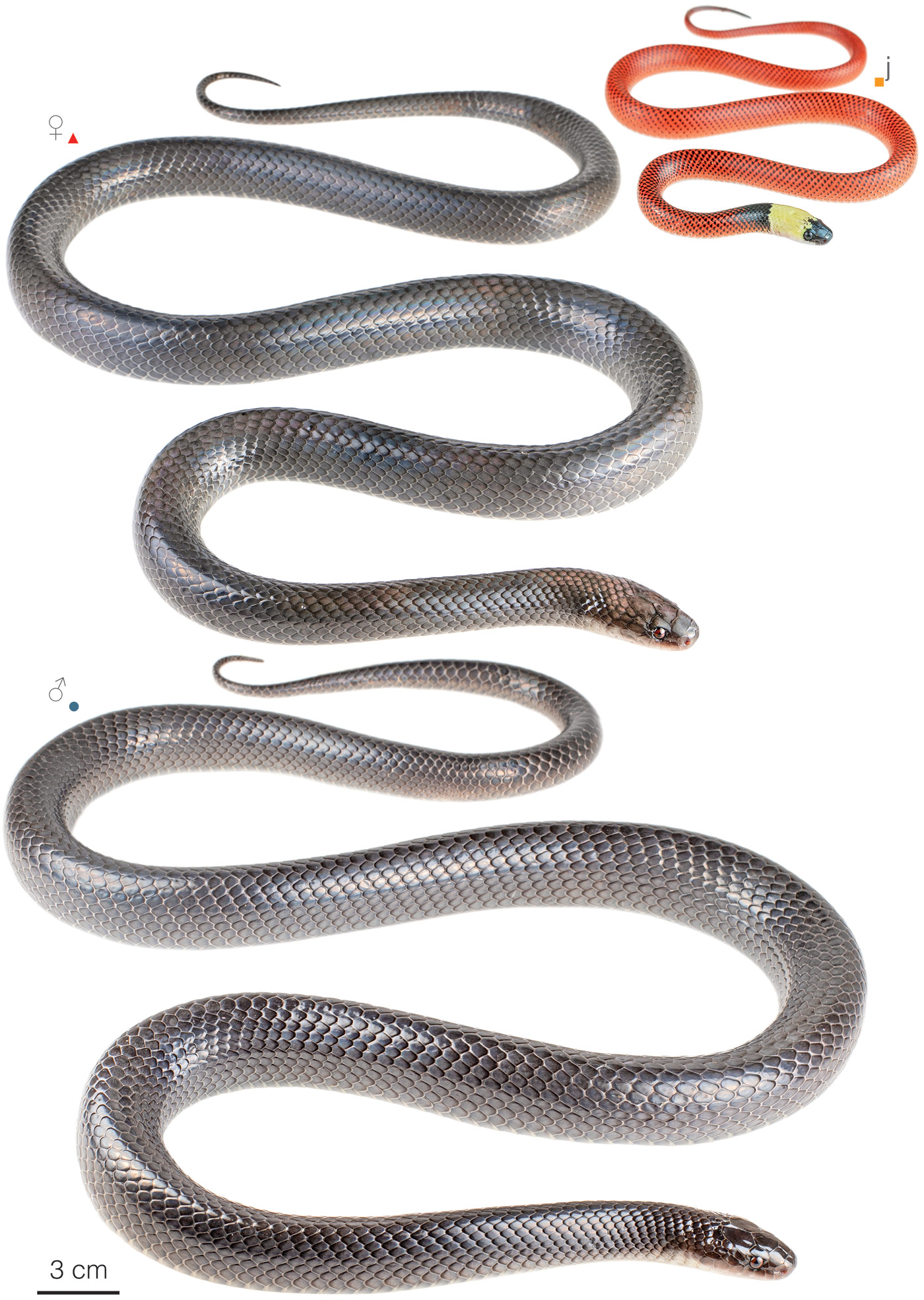 Figure showing variation among individuals of Clelia equatoriana