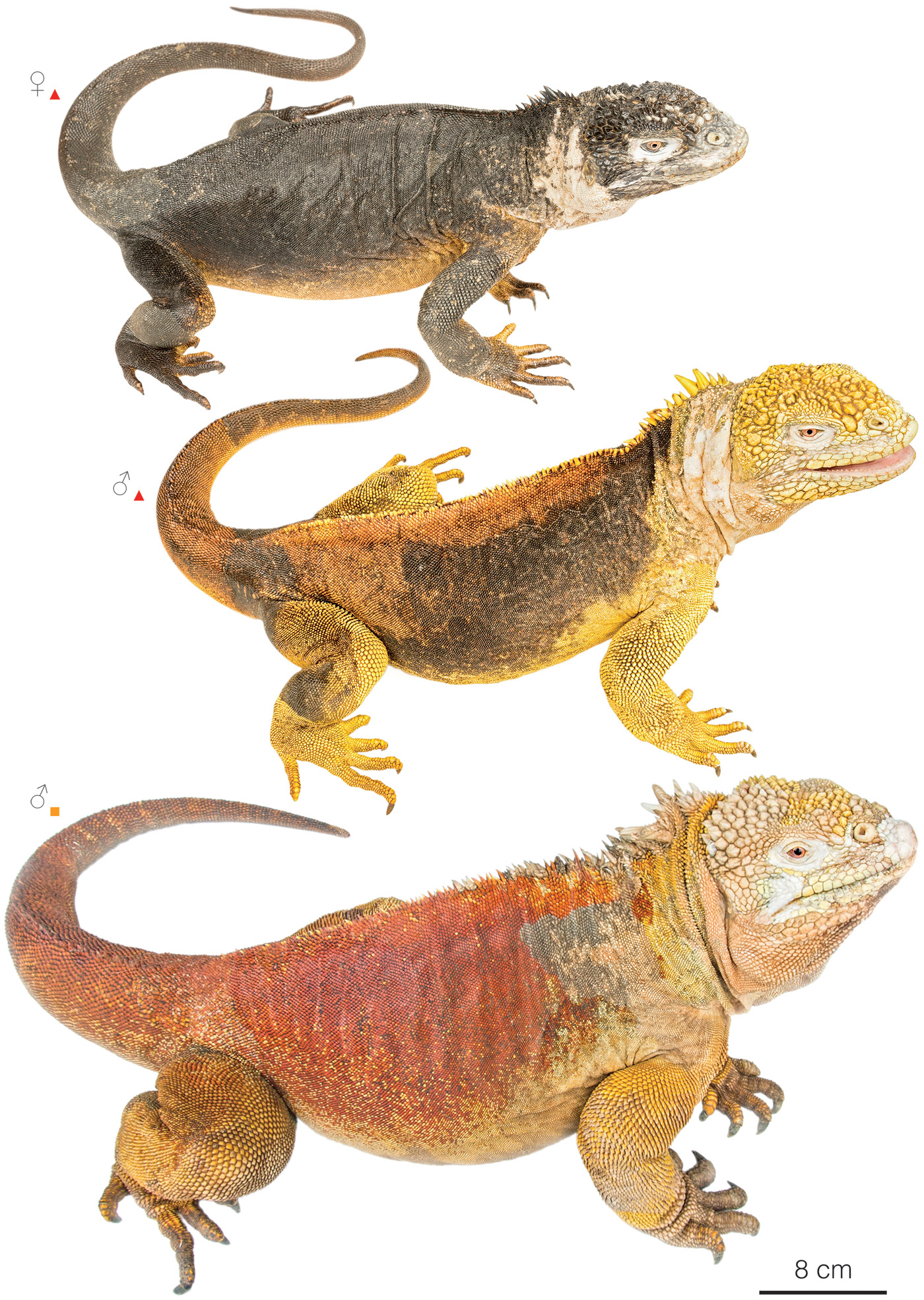 Figure showing variation among individuals of Conolophus subcristatus