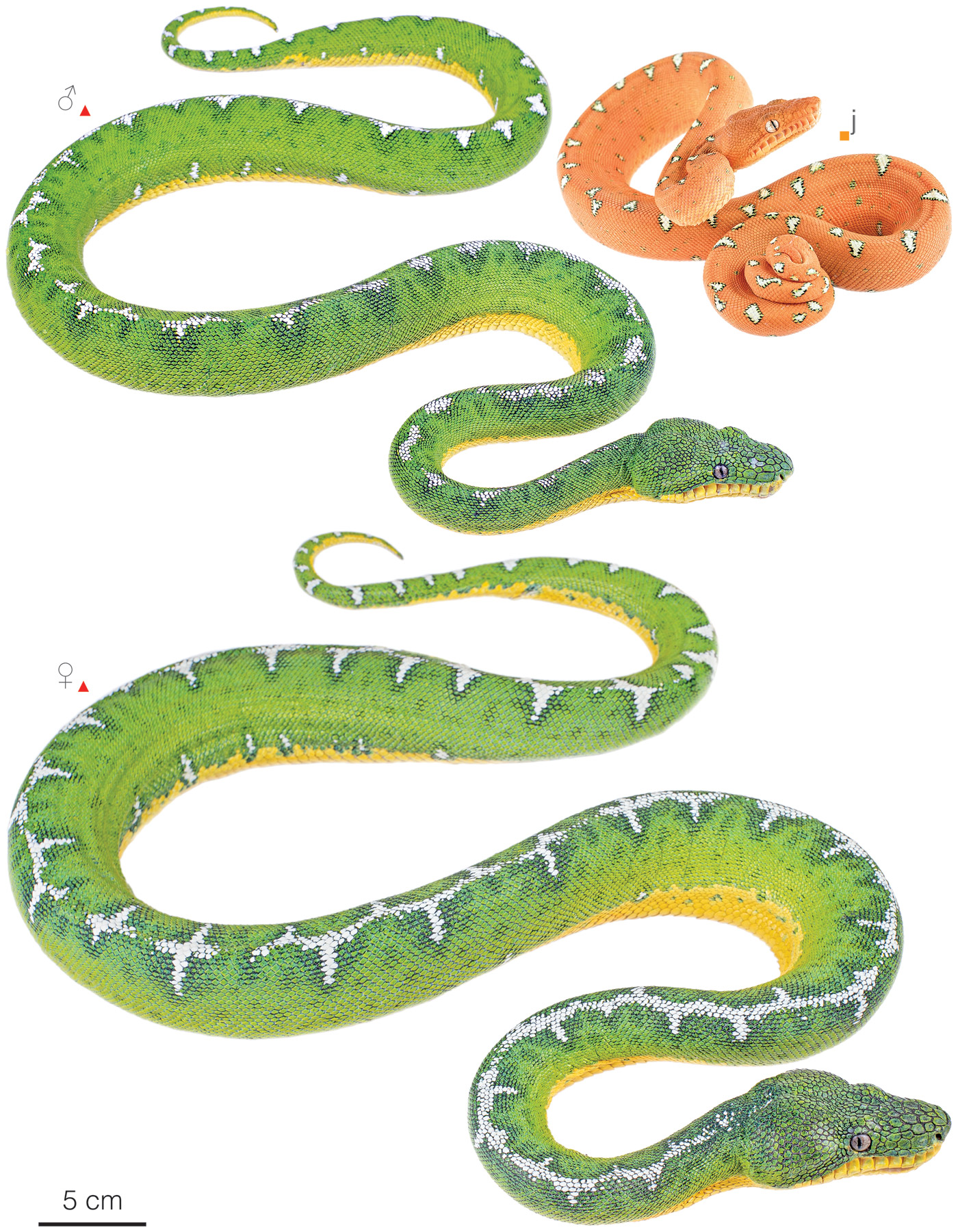 Figure showing variation among individuals of Corallus batesii