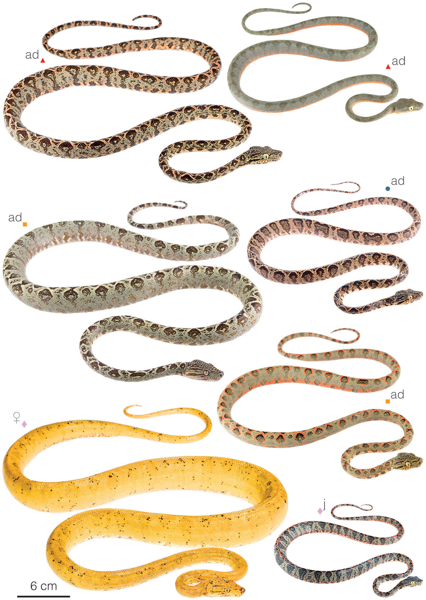 Figure showing an adult individual of Corallus hortulana