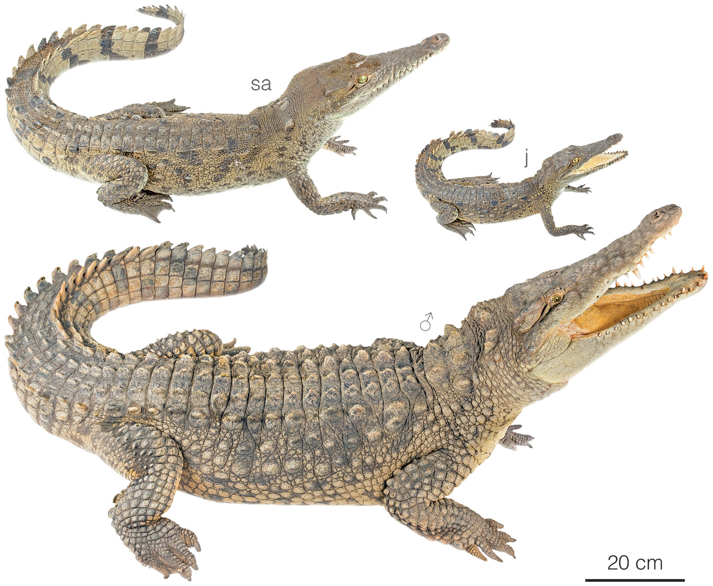 Figure showing variation between individuals of Crocodylus acutus