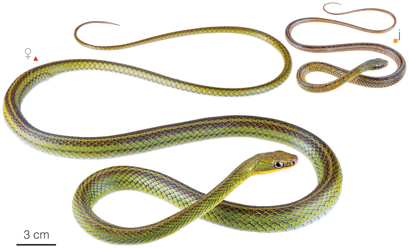 Figure showing variation among individuals of Dendrophidion brunneum