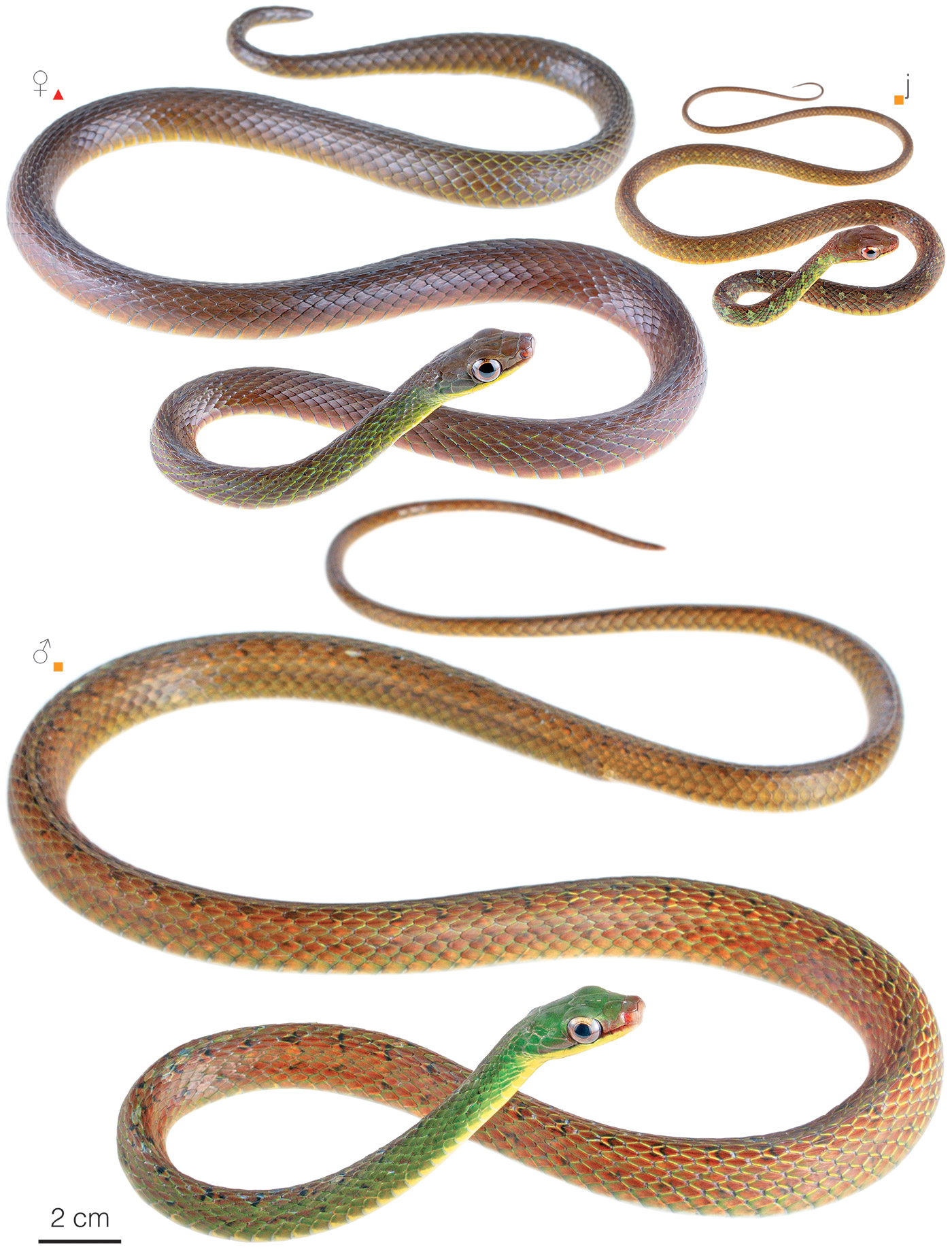 Figure showing variation among individuals of Dendrophidion graciliverpa