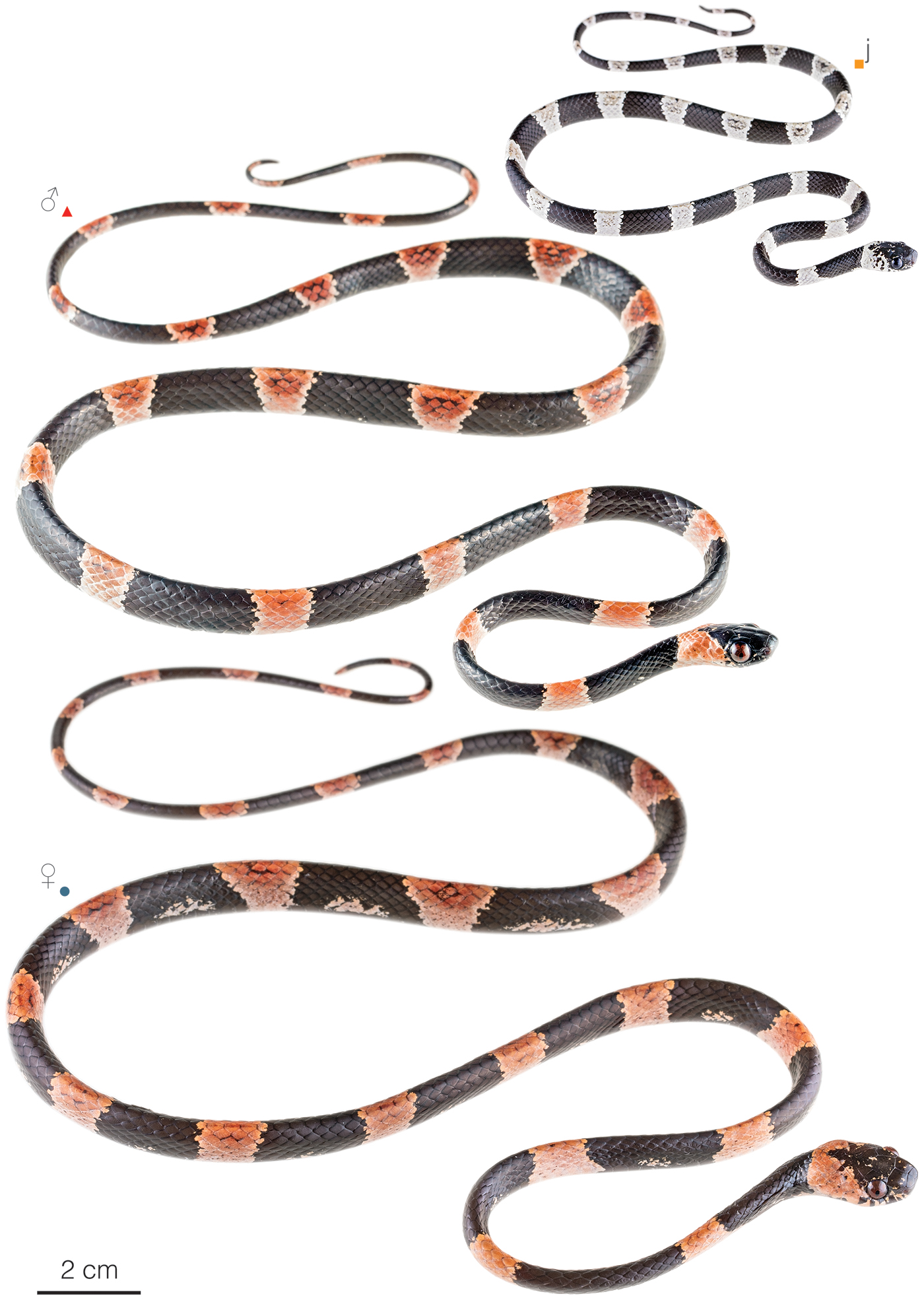 Figure showing variation among individuals of Dipsas gracilis
