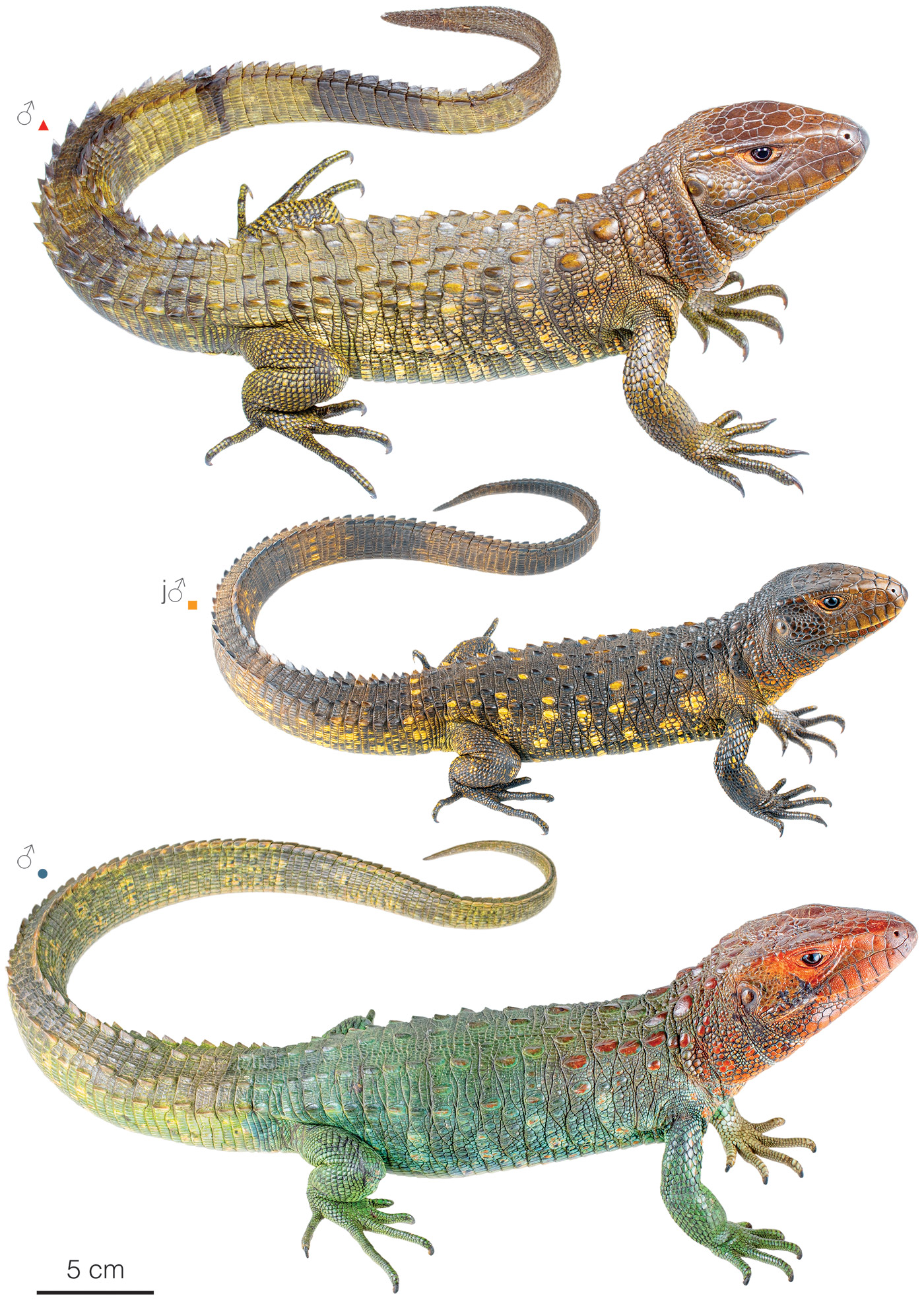 Figure showing variation among individuals of Dracaena guianensis