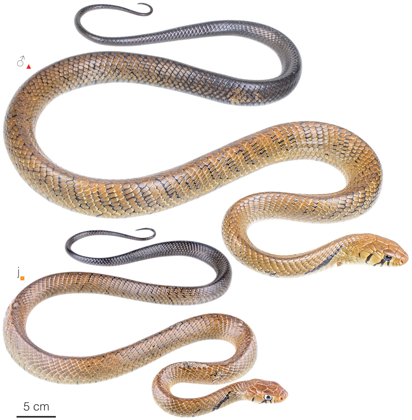 Figure showing variation among individuals of Drymarchon melanurus