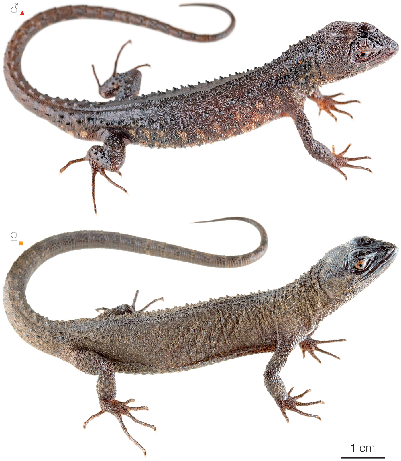 Figure showing variation among individuals of Echinosaura brachycephala