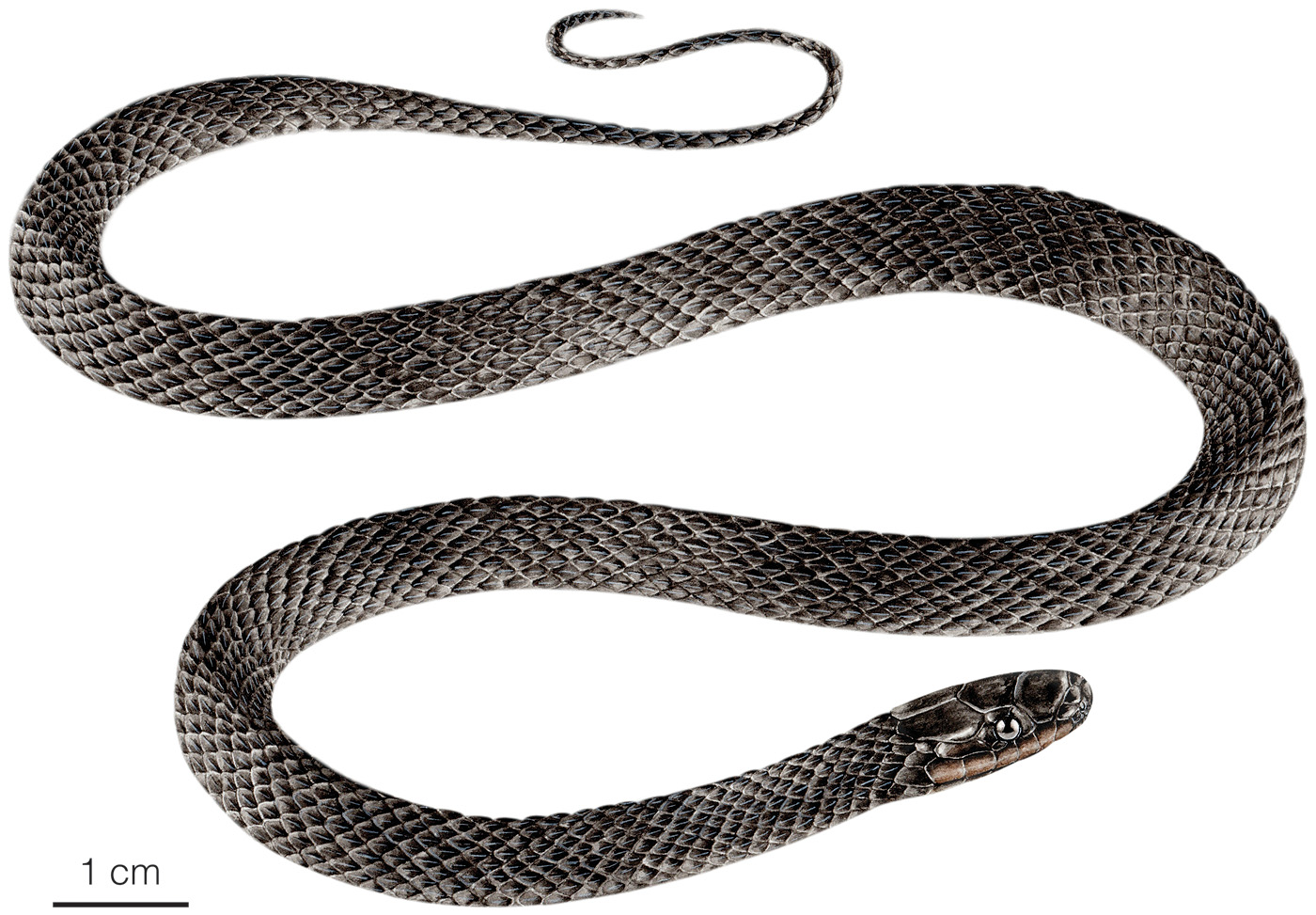 Illustration of an adult male of Emmochliophis fugleri