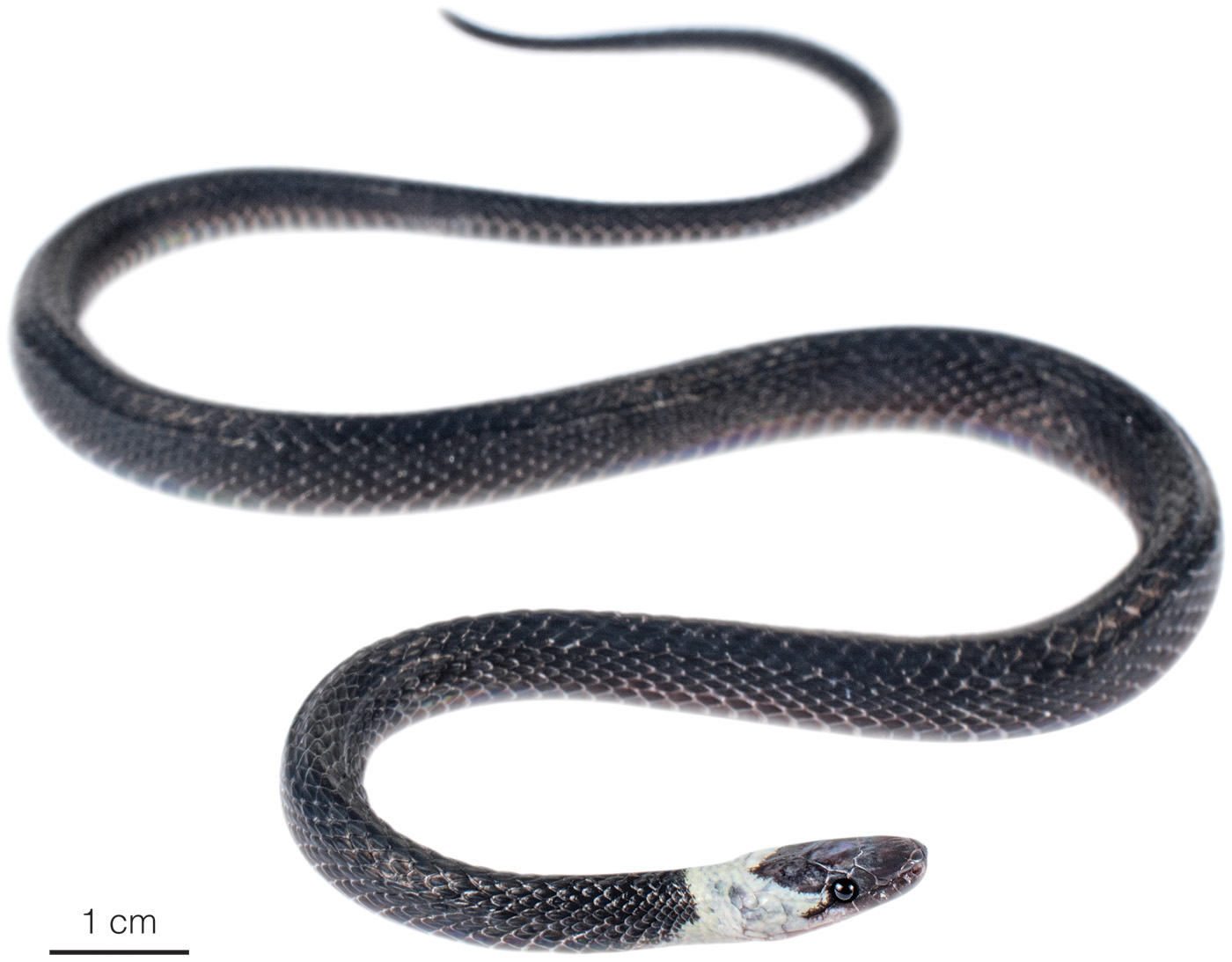 Figure showing an adult male of Emmochliophis miops