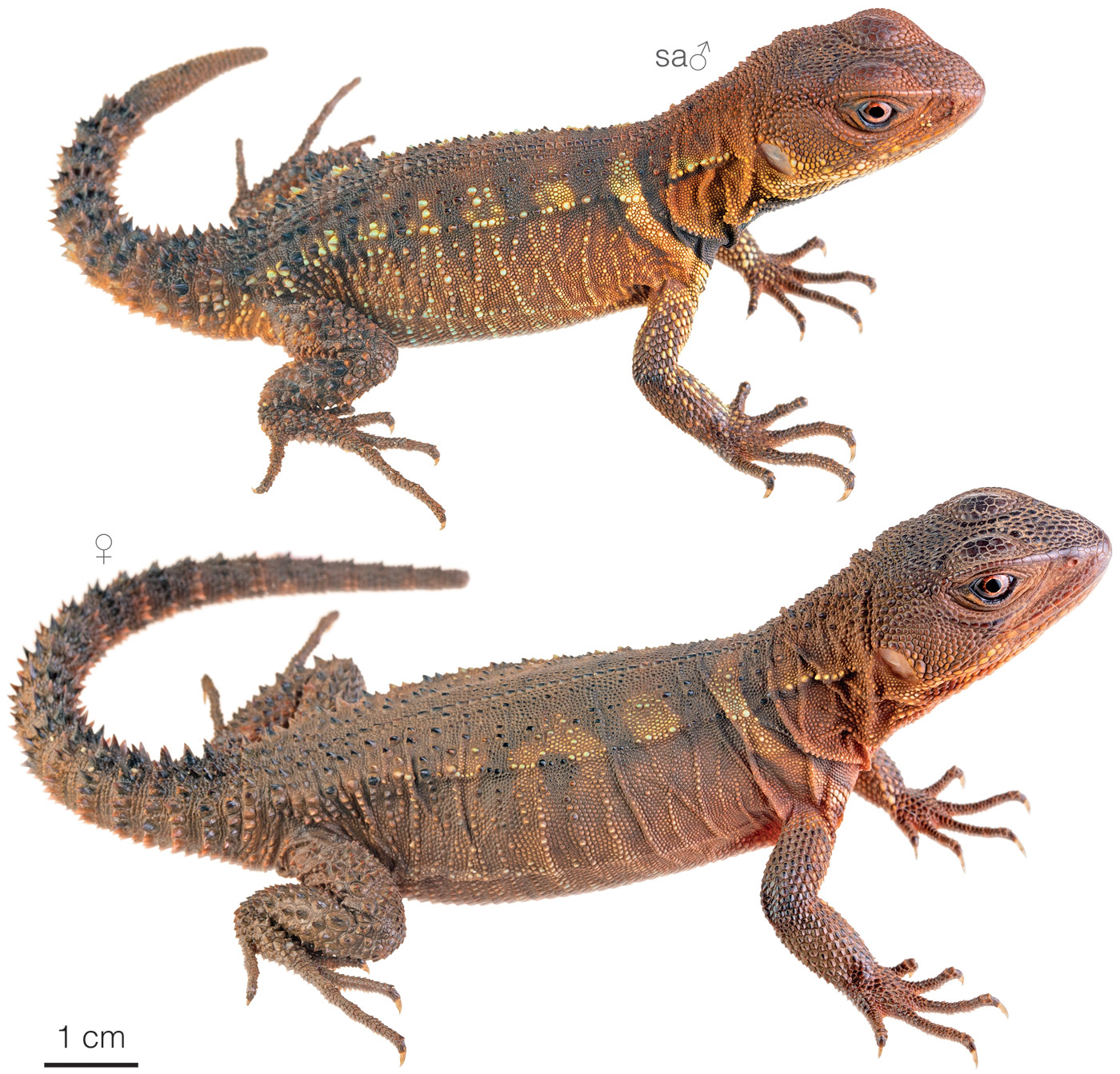 Figure showing variation among individuals of Enyalioides annularis