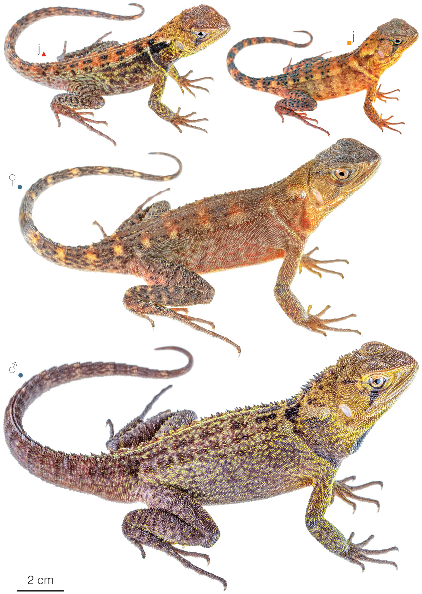 Figure showing variation among individuals of Enyalioides heterolepis