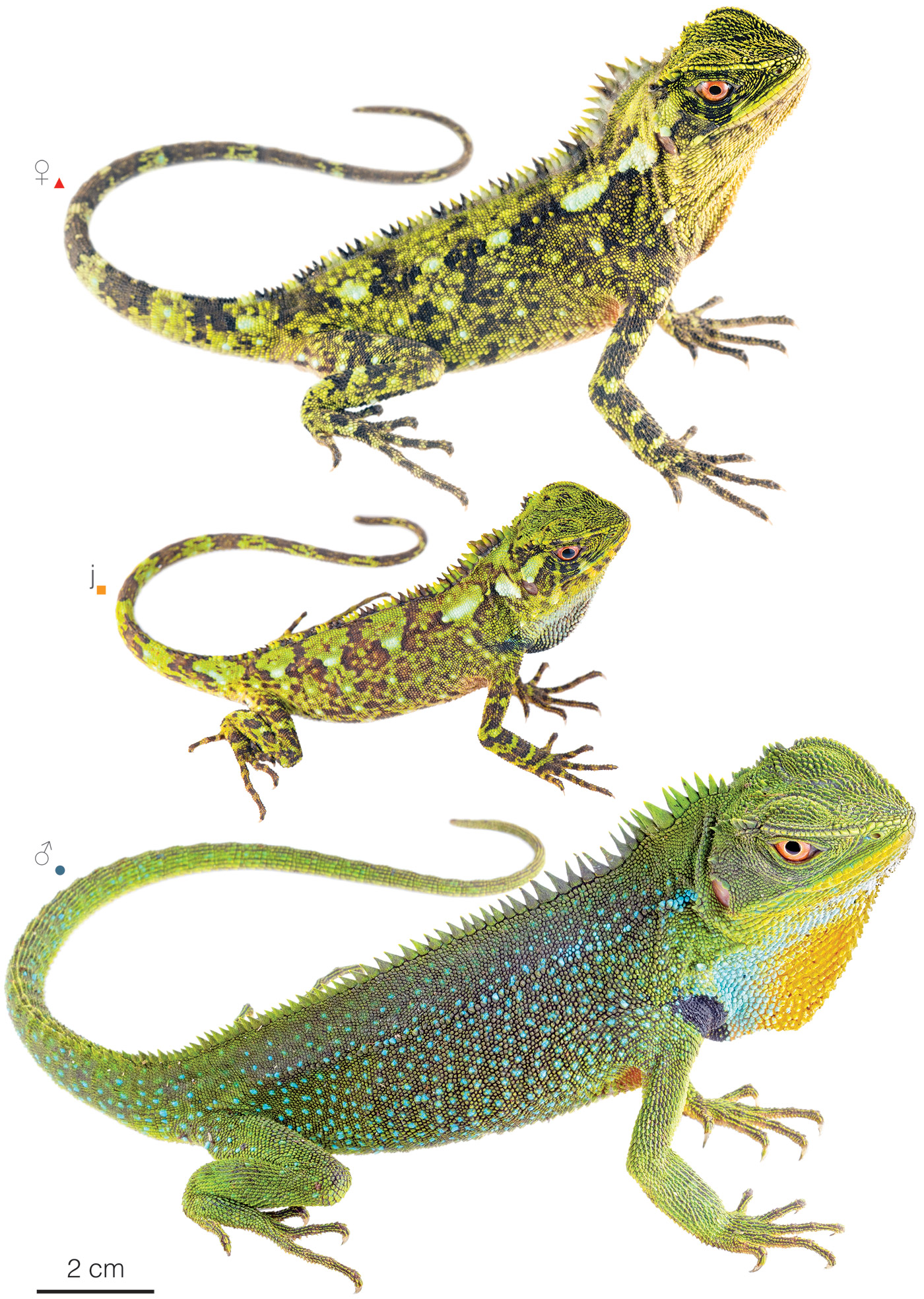 Figure showing variation among individuals of Enyalioides oshaughnessyi