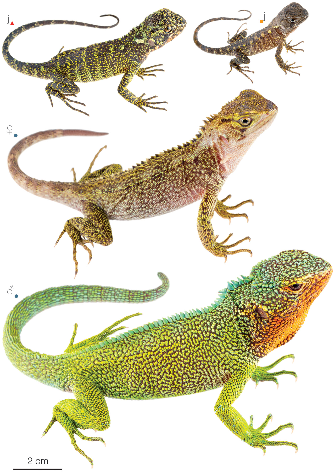 Figure showing variation among individuals of Enyalioides rubrigularis