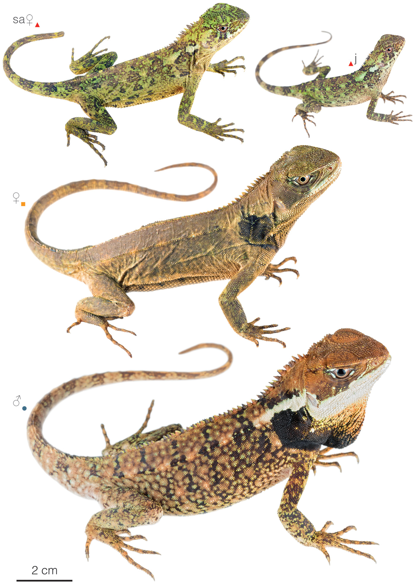 Figure showing variation among individuals of Enyalioides touzeti