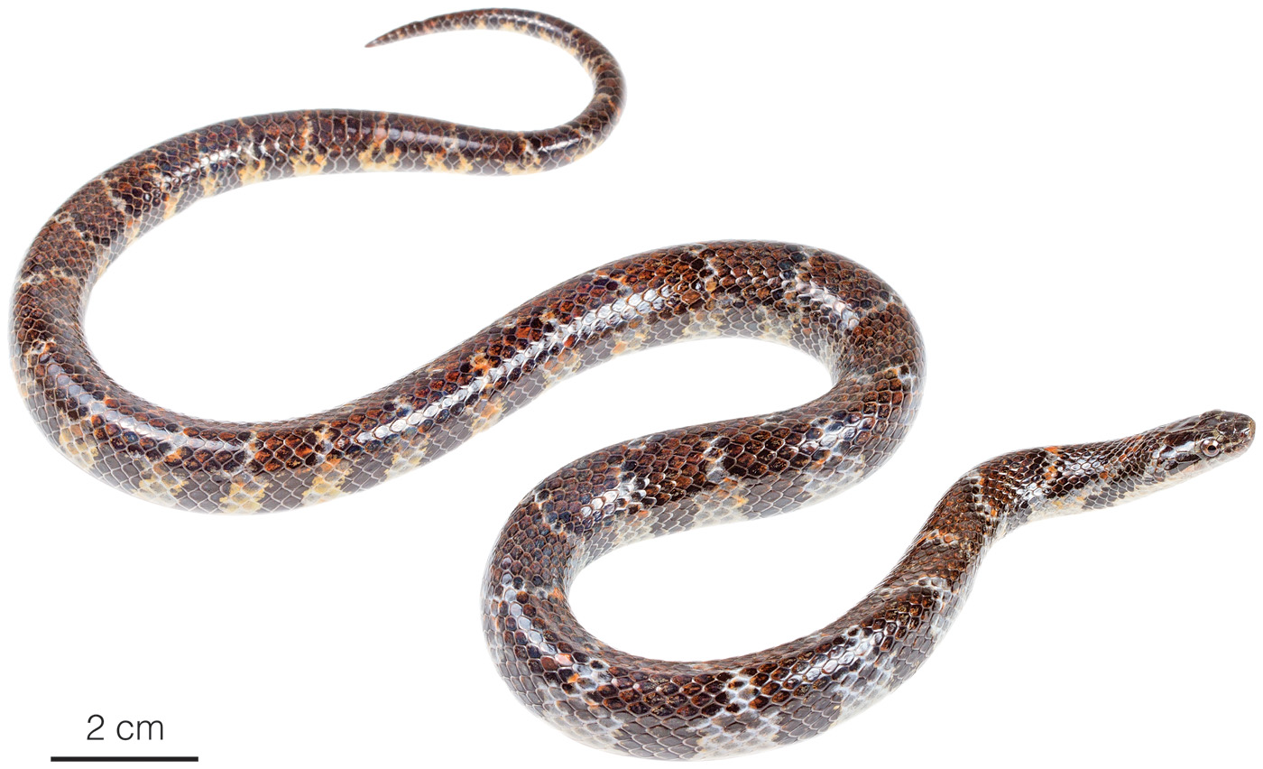 Figure showing an adult female of Erythrolamprus festae