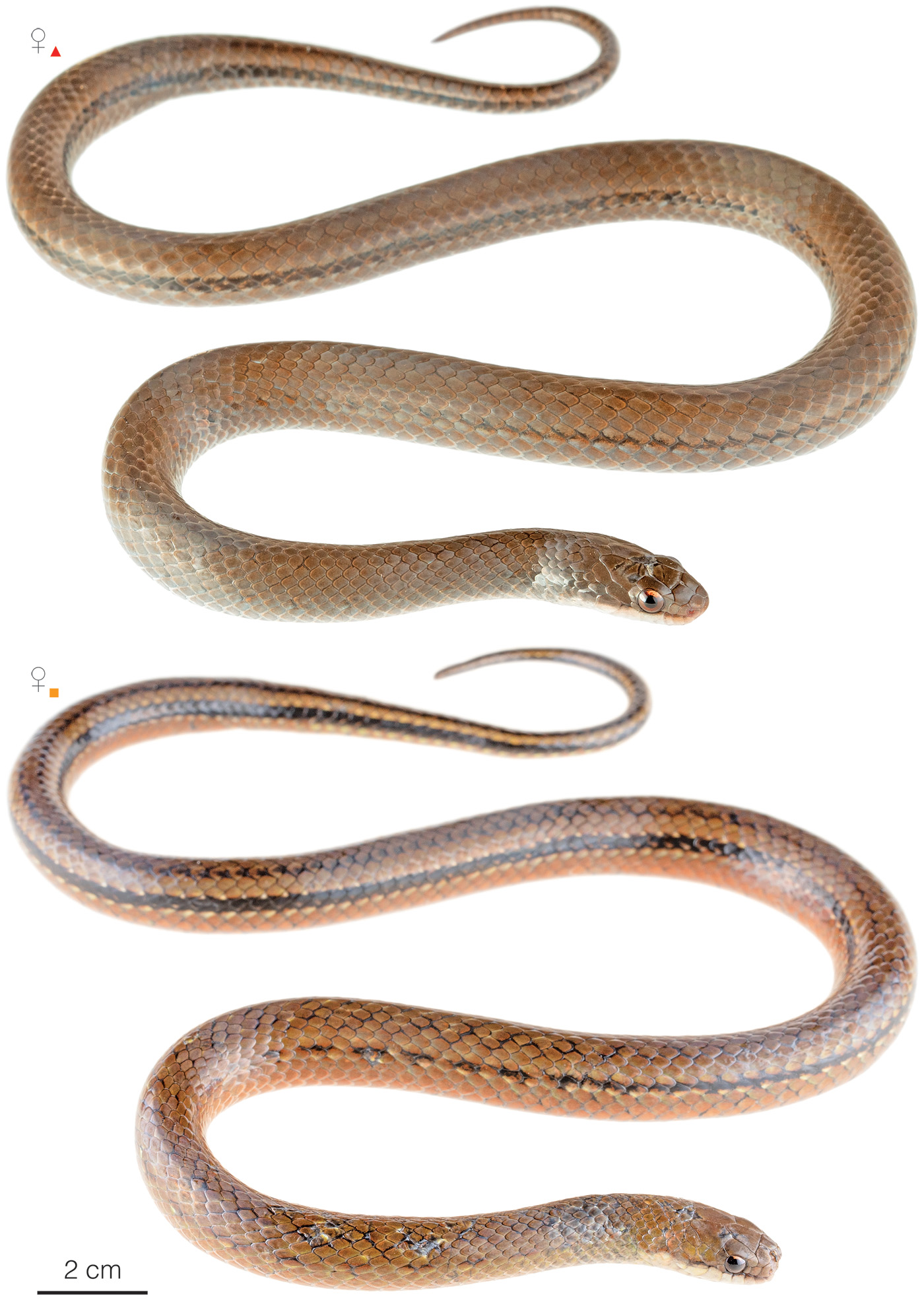 Figure showing variation among individuals of Erythrolamprus lamonae in Ecuador