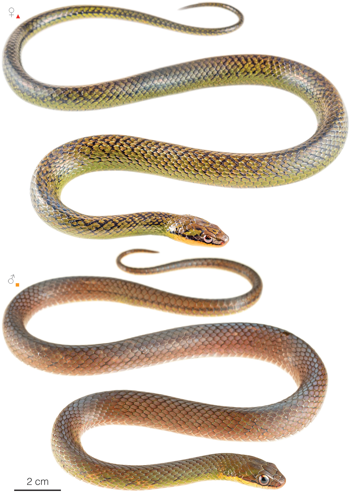 Figure showing variation among individuals of Erythrolamprus reginae in Ecuador
