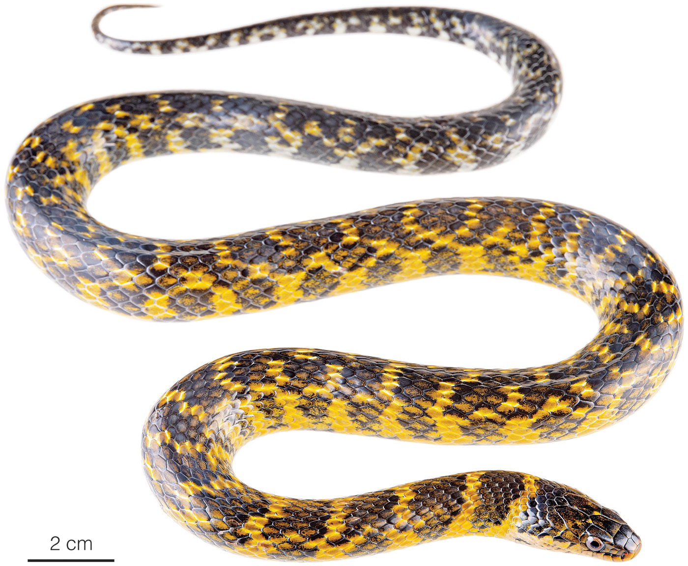 Figure showing an adult female of Erythrolamprus taeniogaster
