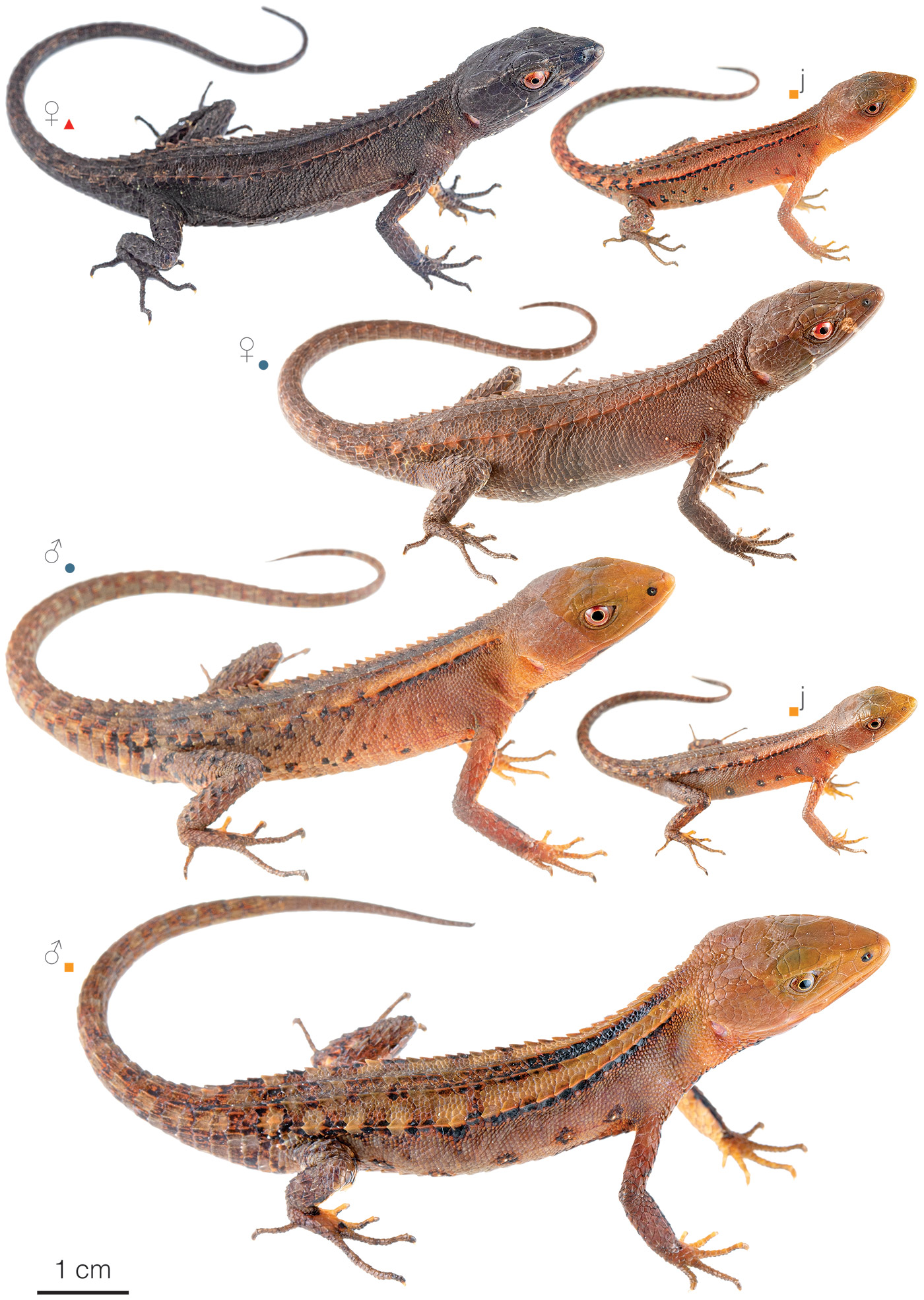 Figure showing variation among individuals of Gelanesaurus flavogularis