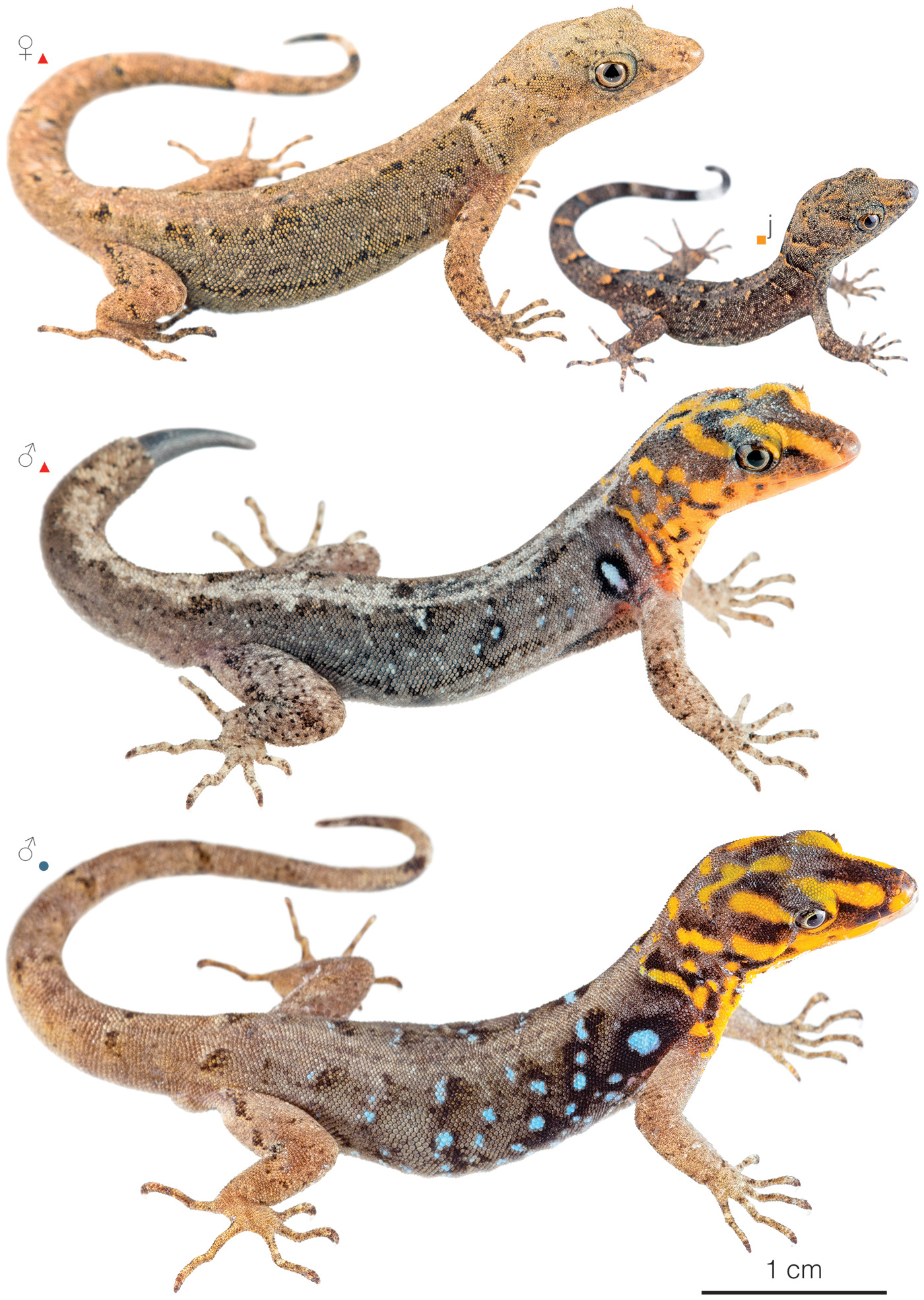 Figure showing variation among individuals of Gonatodes caudiscutatus