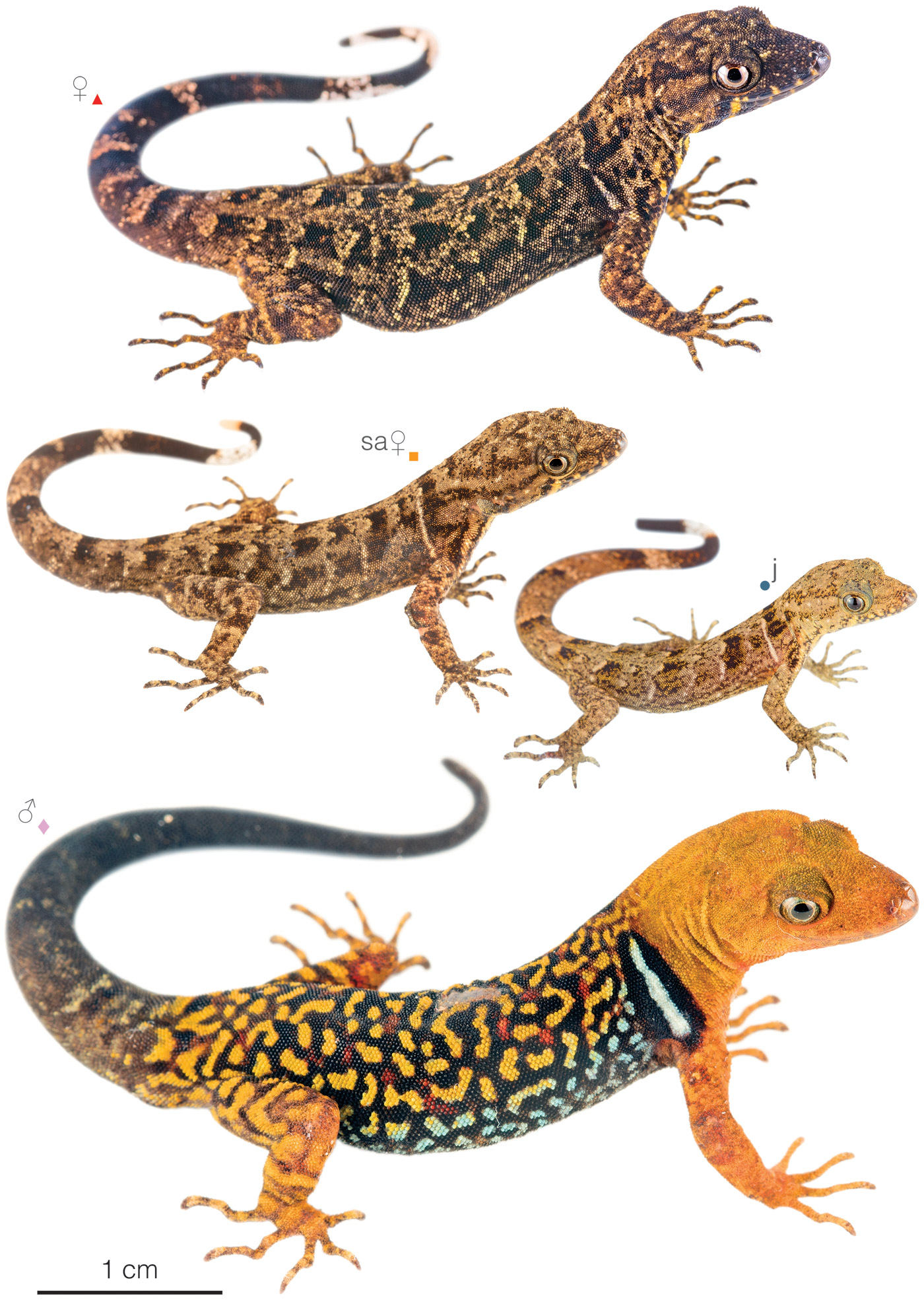 Figure showing variation among individuals of Gonatodes concinnatus