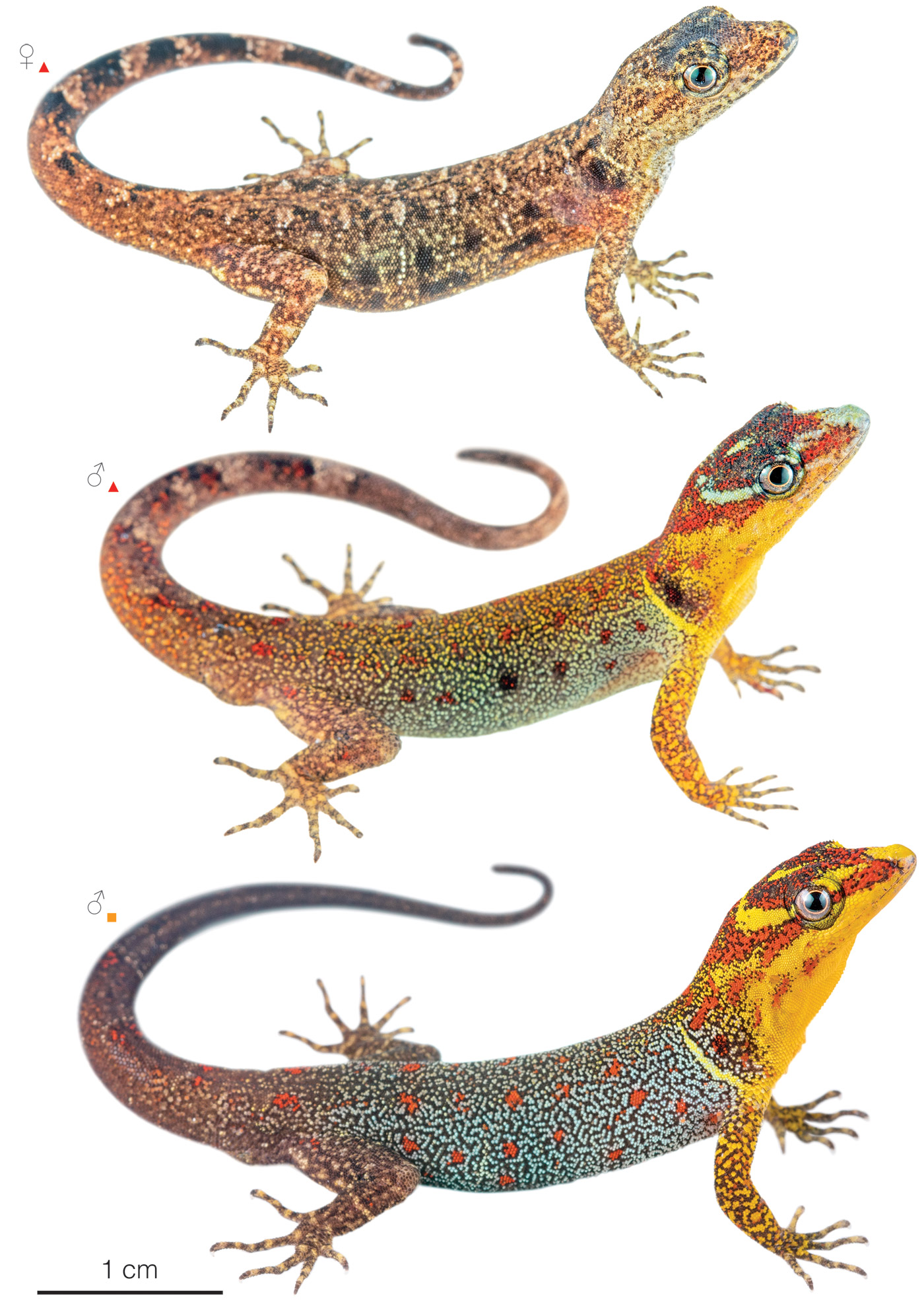 Figure showing variation among individuals of Gonatodes humeralis