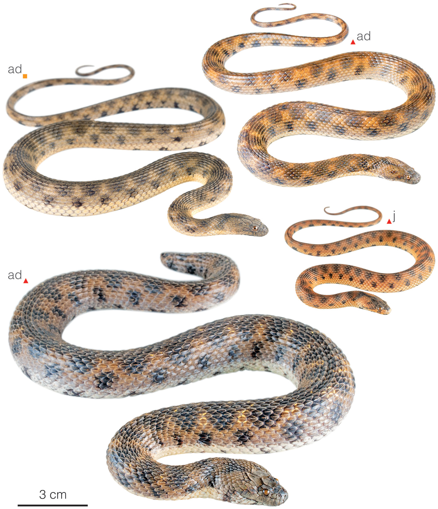 Figure showing variation among individuals of Helicops pastazae