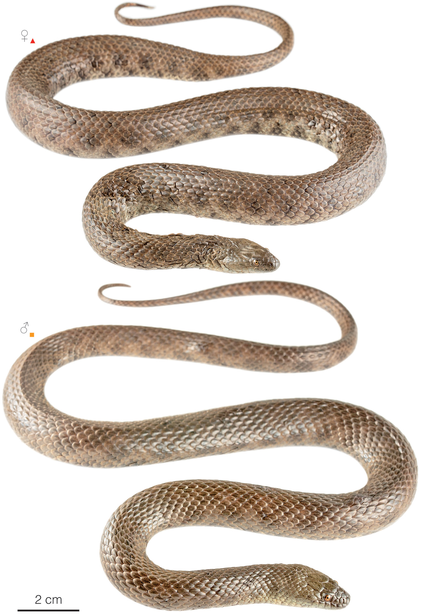 Figure showing variation among individuals of Helicops petersi