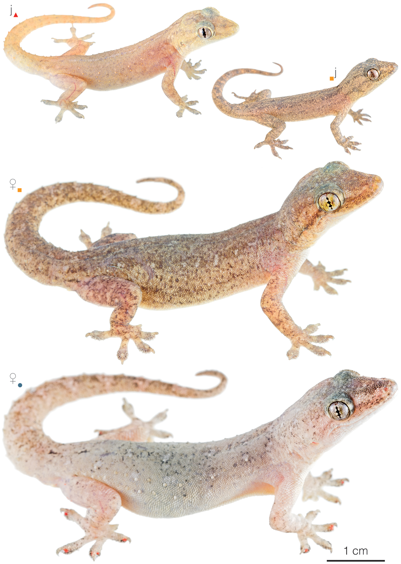 Figure showing variation among individuals of Hemidactylus frenatus