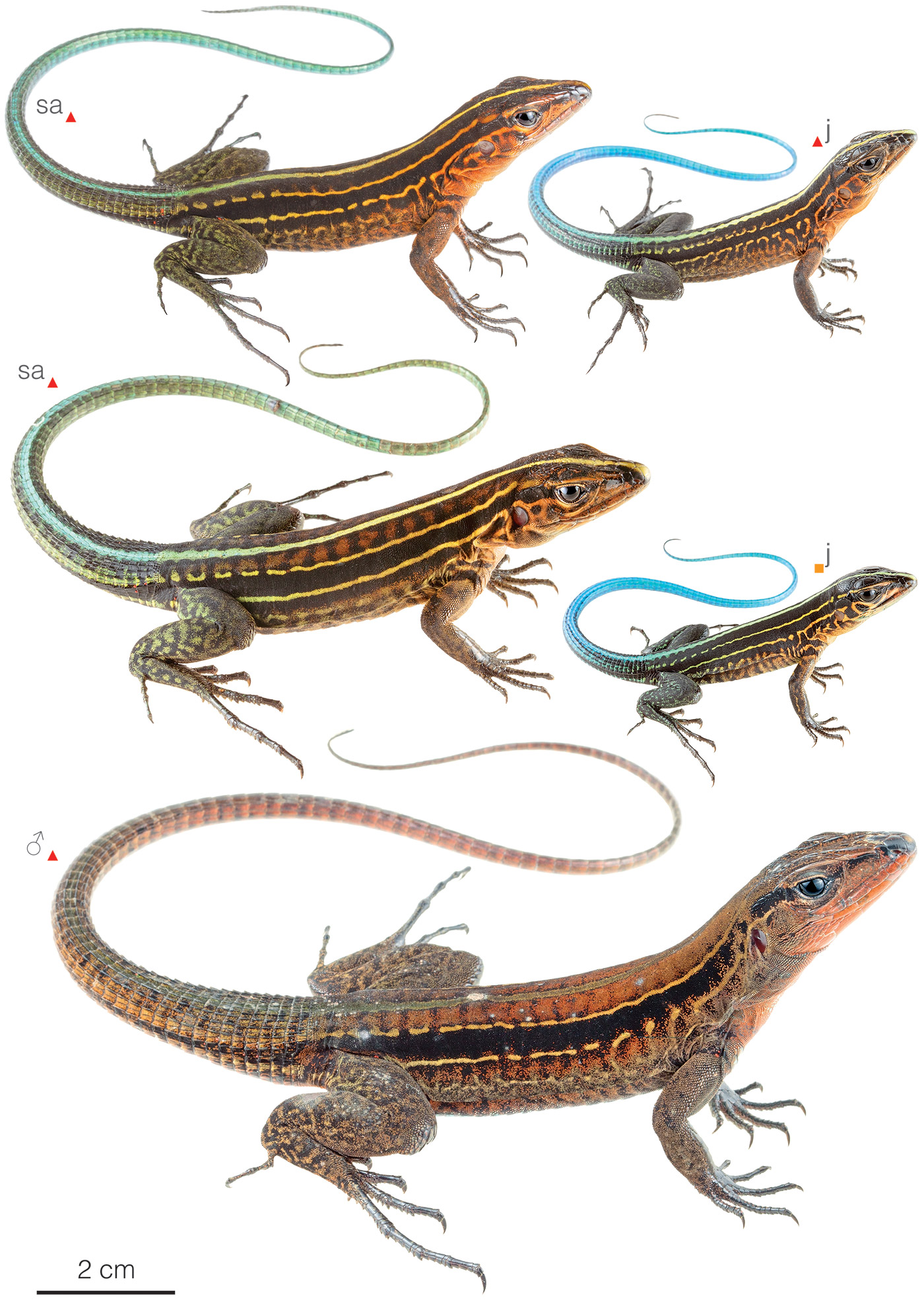 Figure showing variation among individuals of Holcosus bridgesii