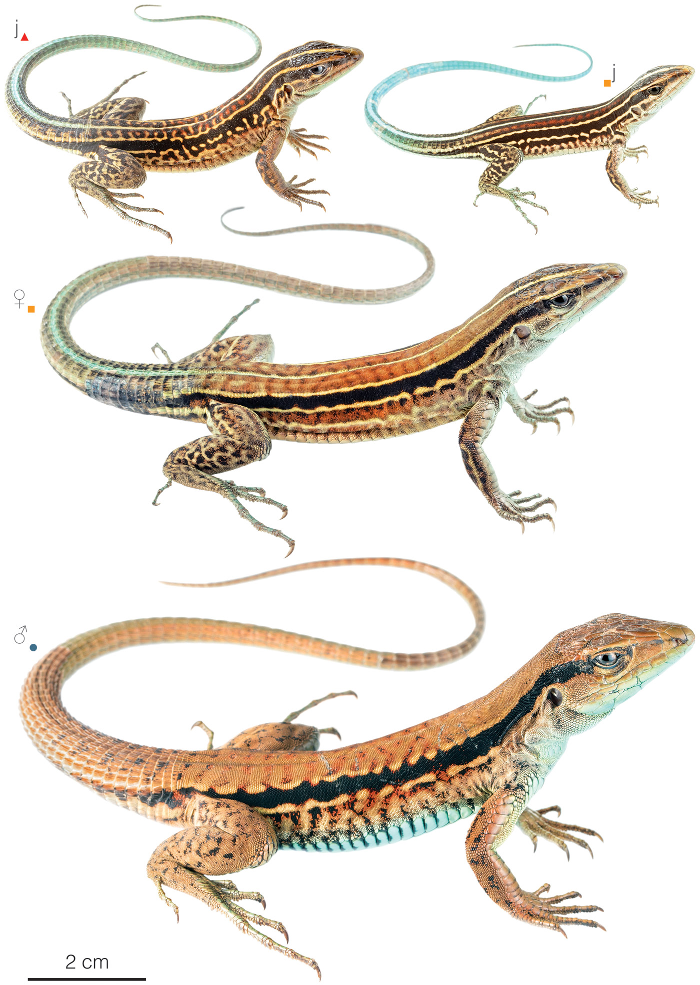 Figure showing variation among individuals of Holcosus septemlineatus