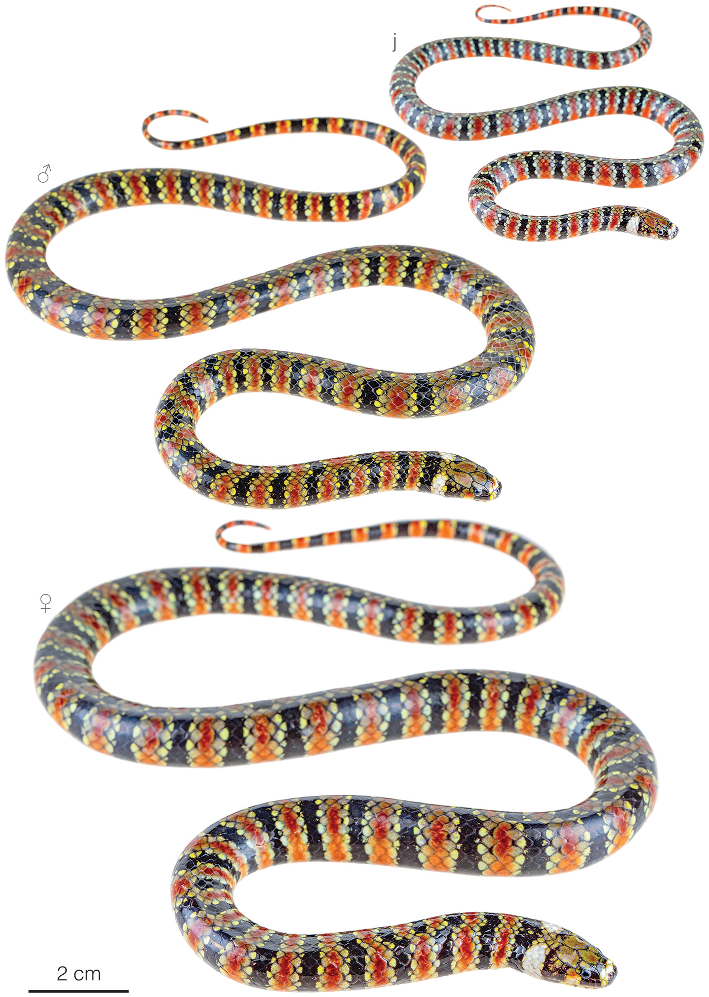 Illustration of an adult female of Hydrops martii