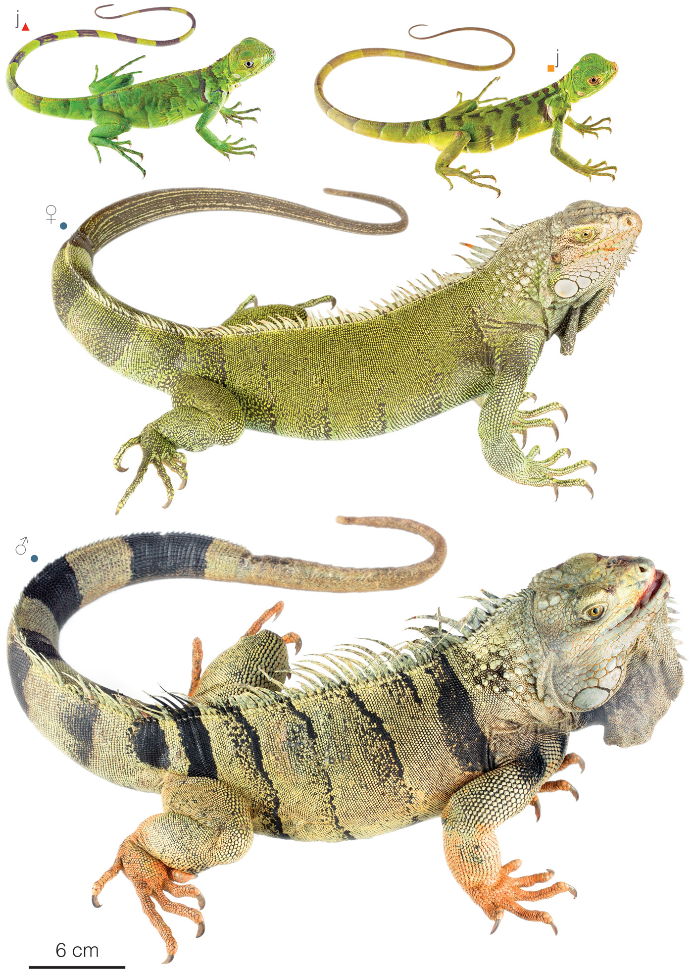 Figure showing variation among individuals of Iguana iguana