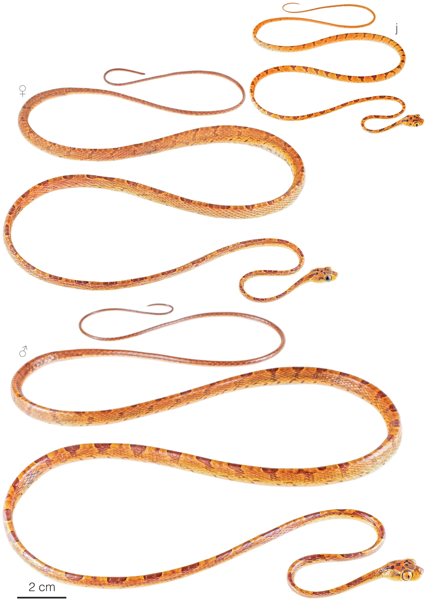 Figure showing variation among individuals of Imantodes chocoensis