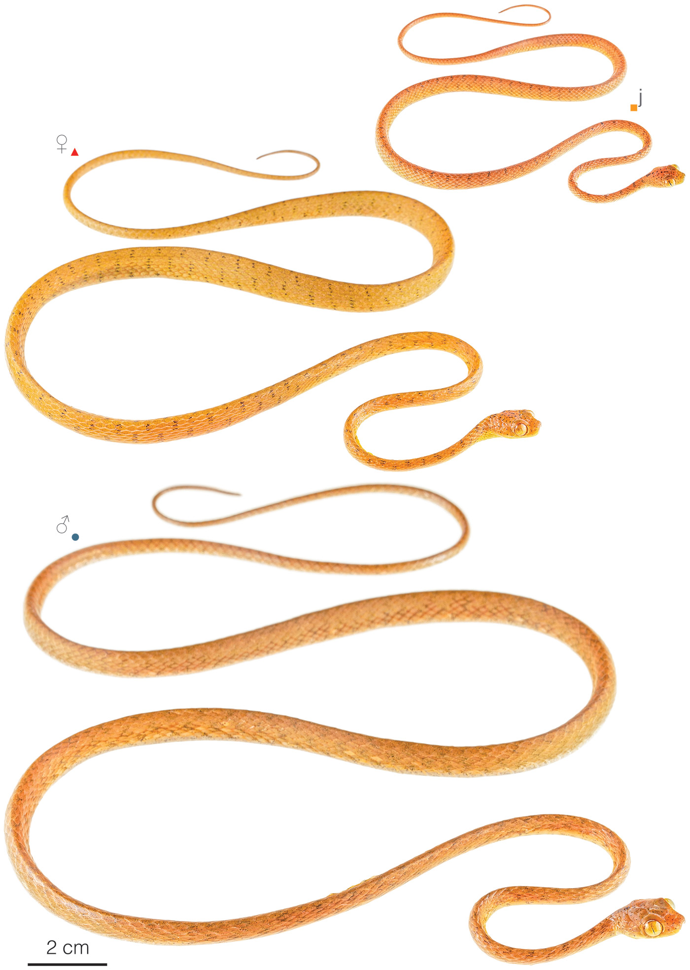 Figure showing variation among individuals of Imantodes inornatus