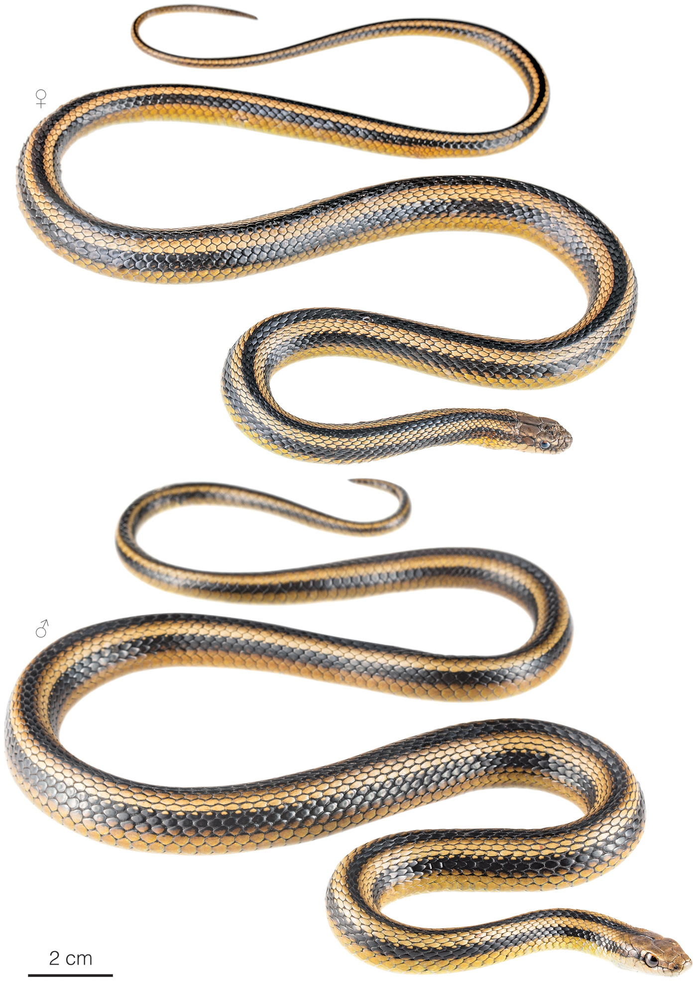 Figure showing variation among individuals of Incaspis amaru