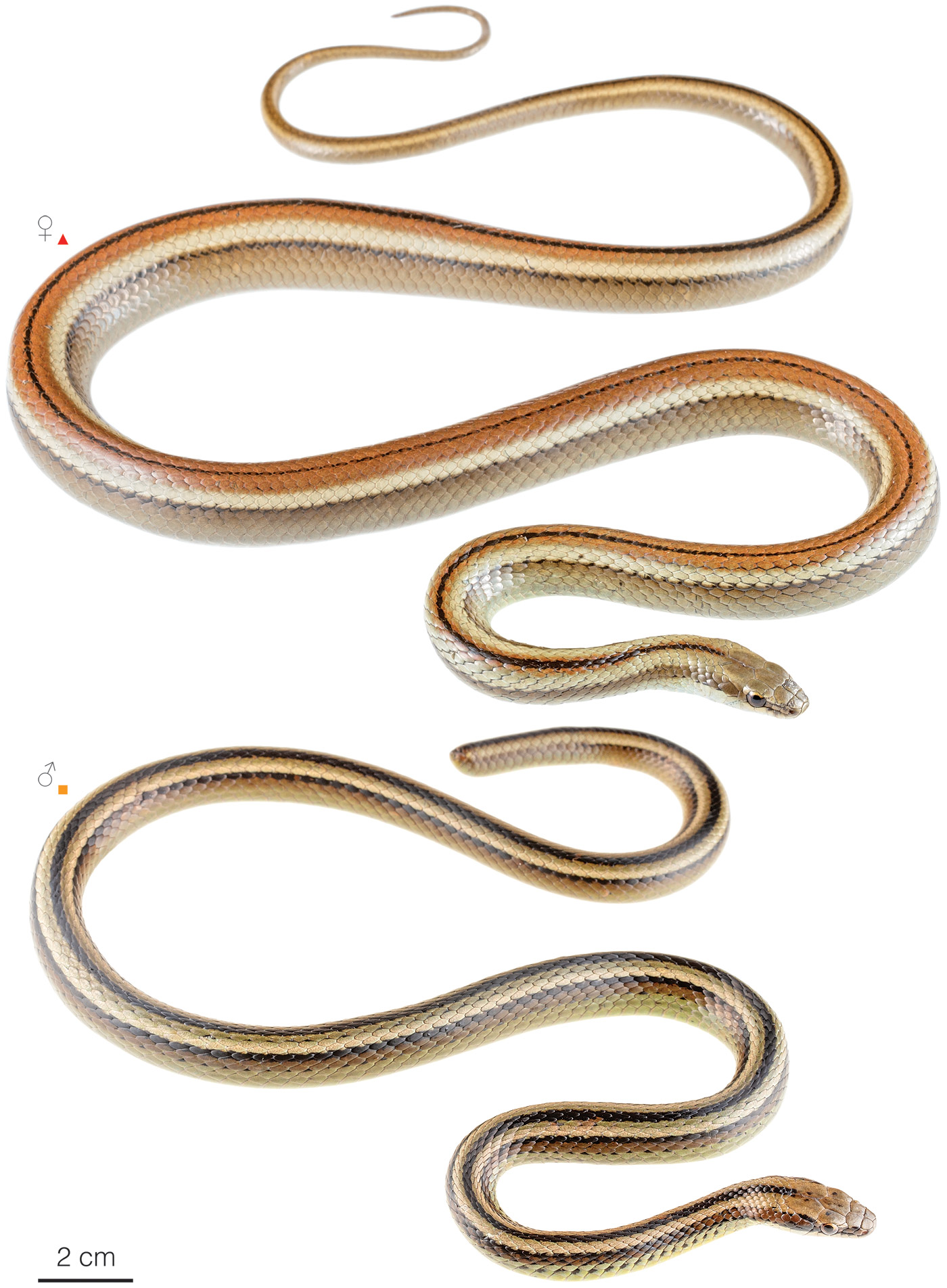 Figure showing variation among individuals of Incaspis simonsii