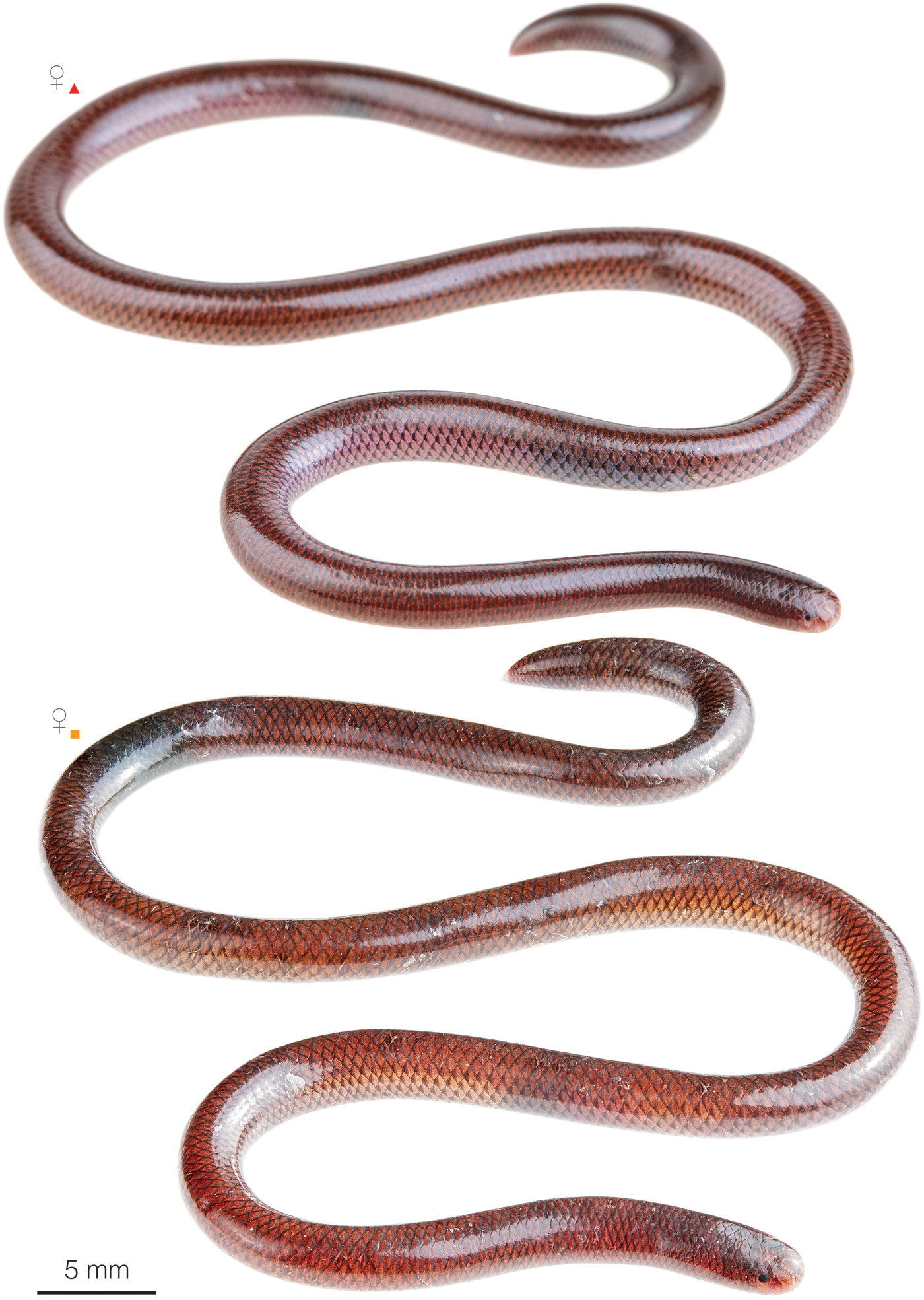 Figure showing variation among individuals of Indotyphlops braminus