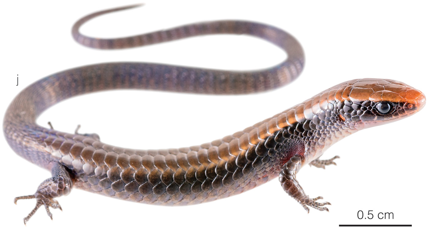 Figure showing an individual of Iphisa brunopereira