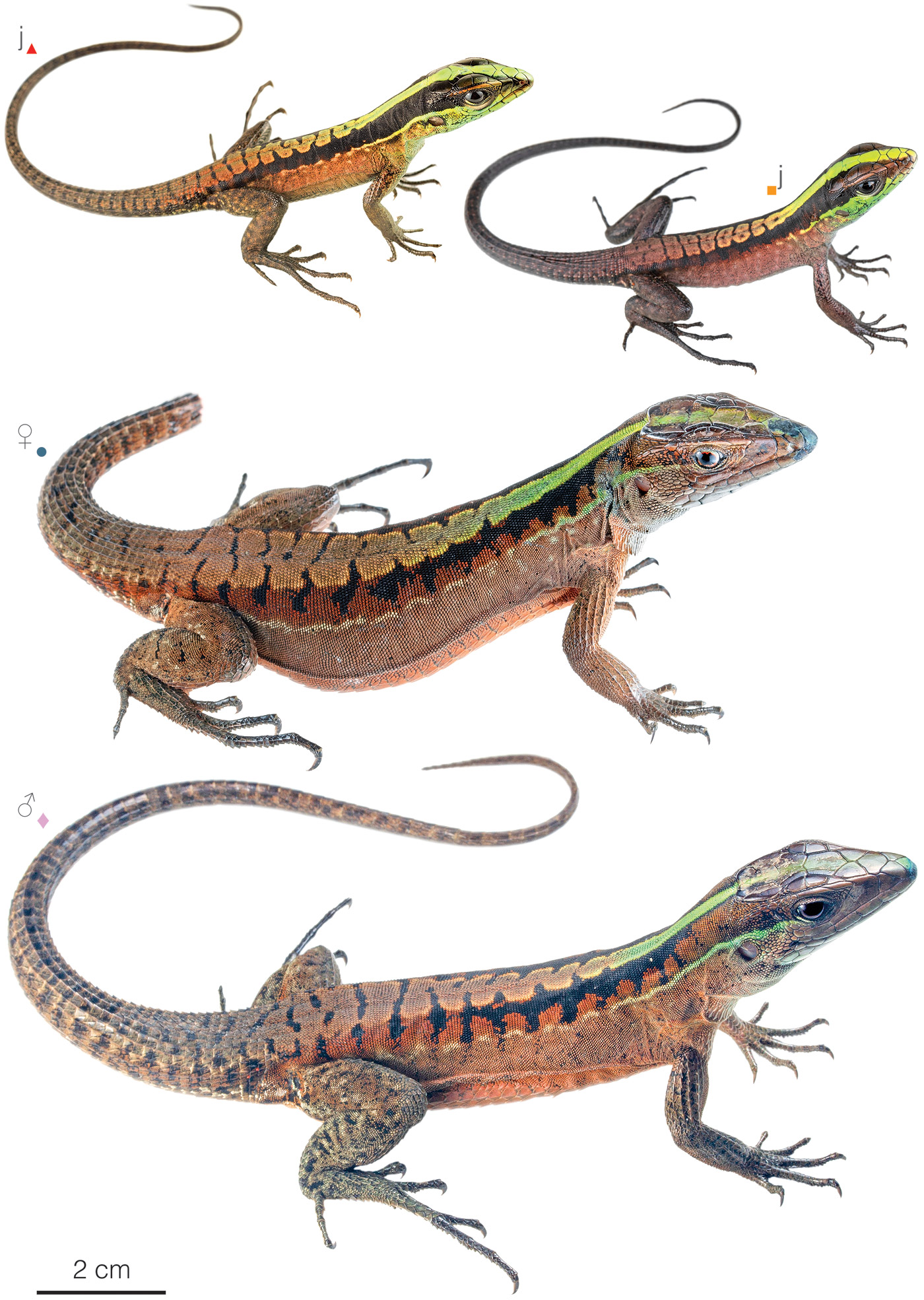 Figure showing variation among individuals of Kentropyx pelviceps