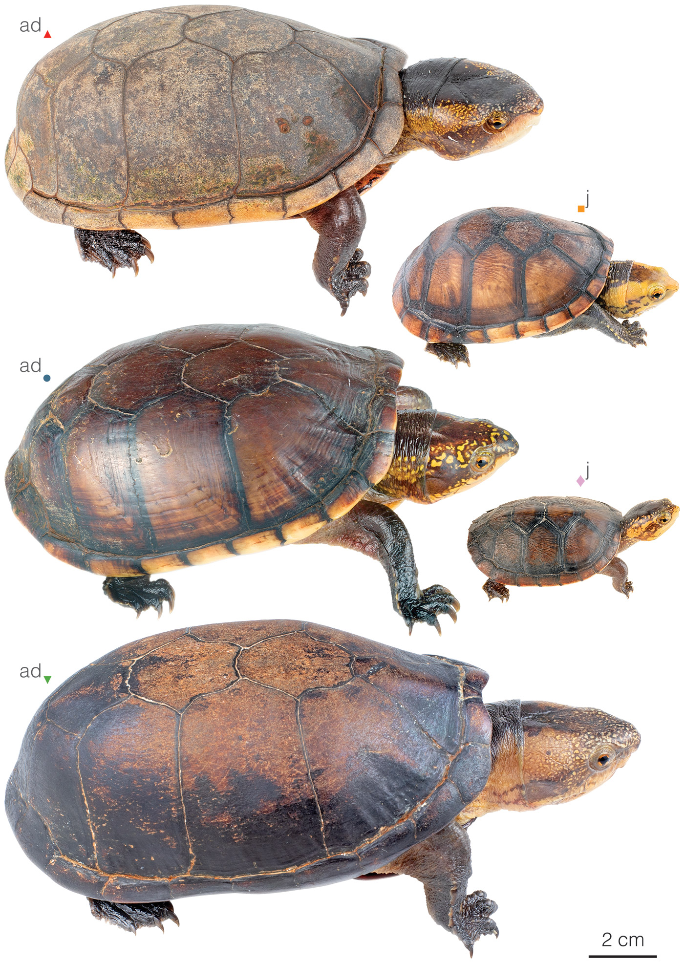 Figure showing variation among individuals of Kinosternon leucostomum