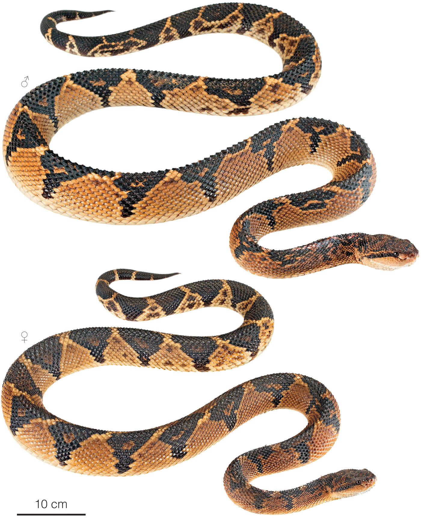 Variation among individuals of Lachesis muta