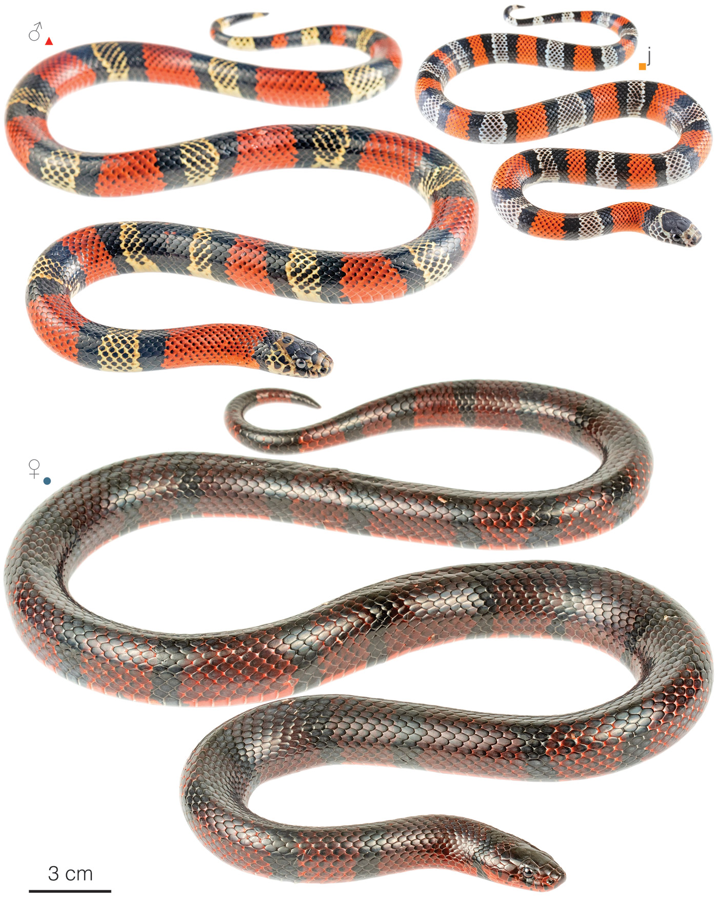 Figure showing variation among individuals of Lampropeltis micropholis