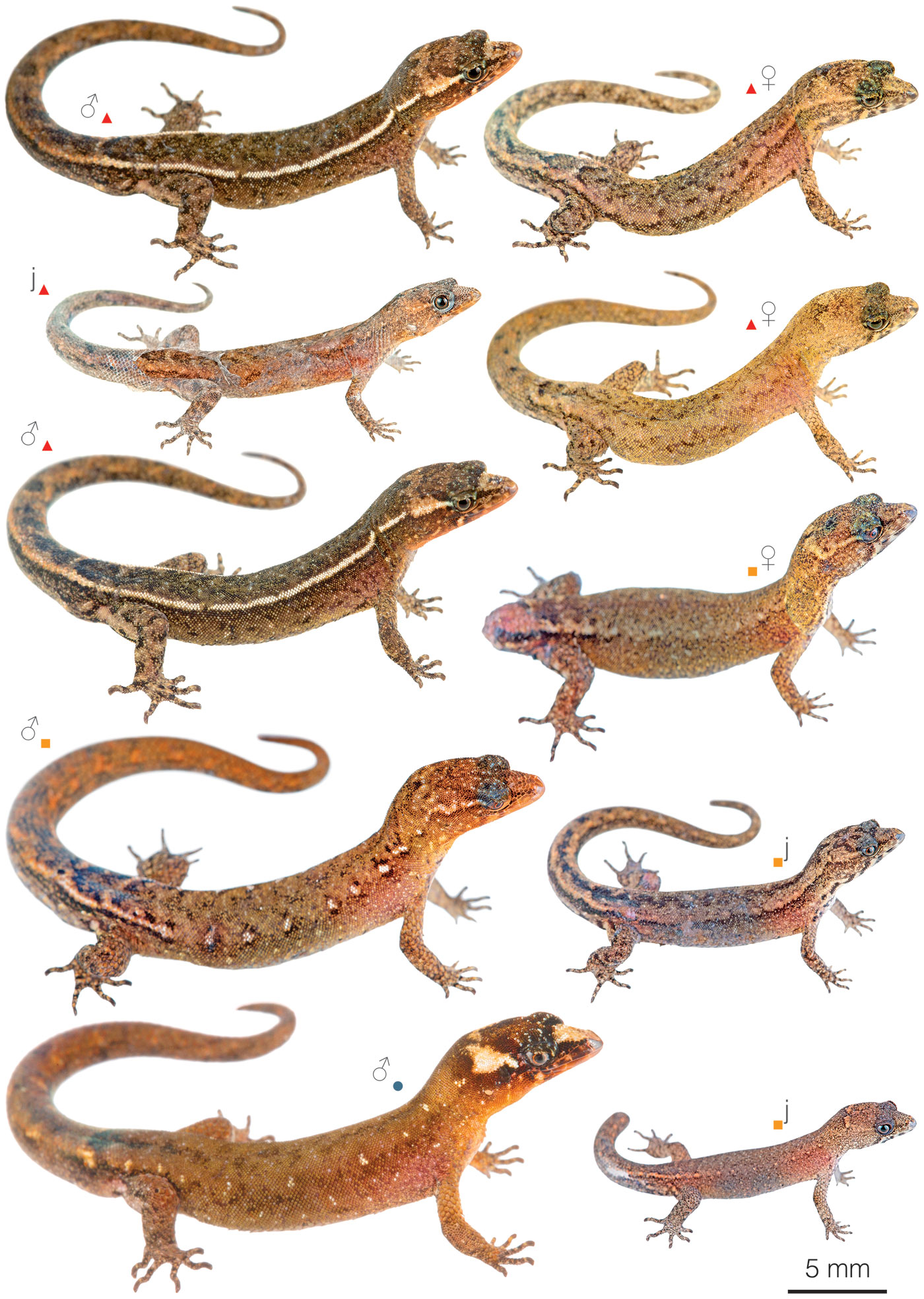 Figure showing variation among individuals of Lepidoblepharis buchwaldi