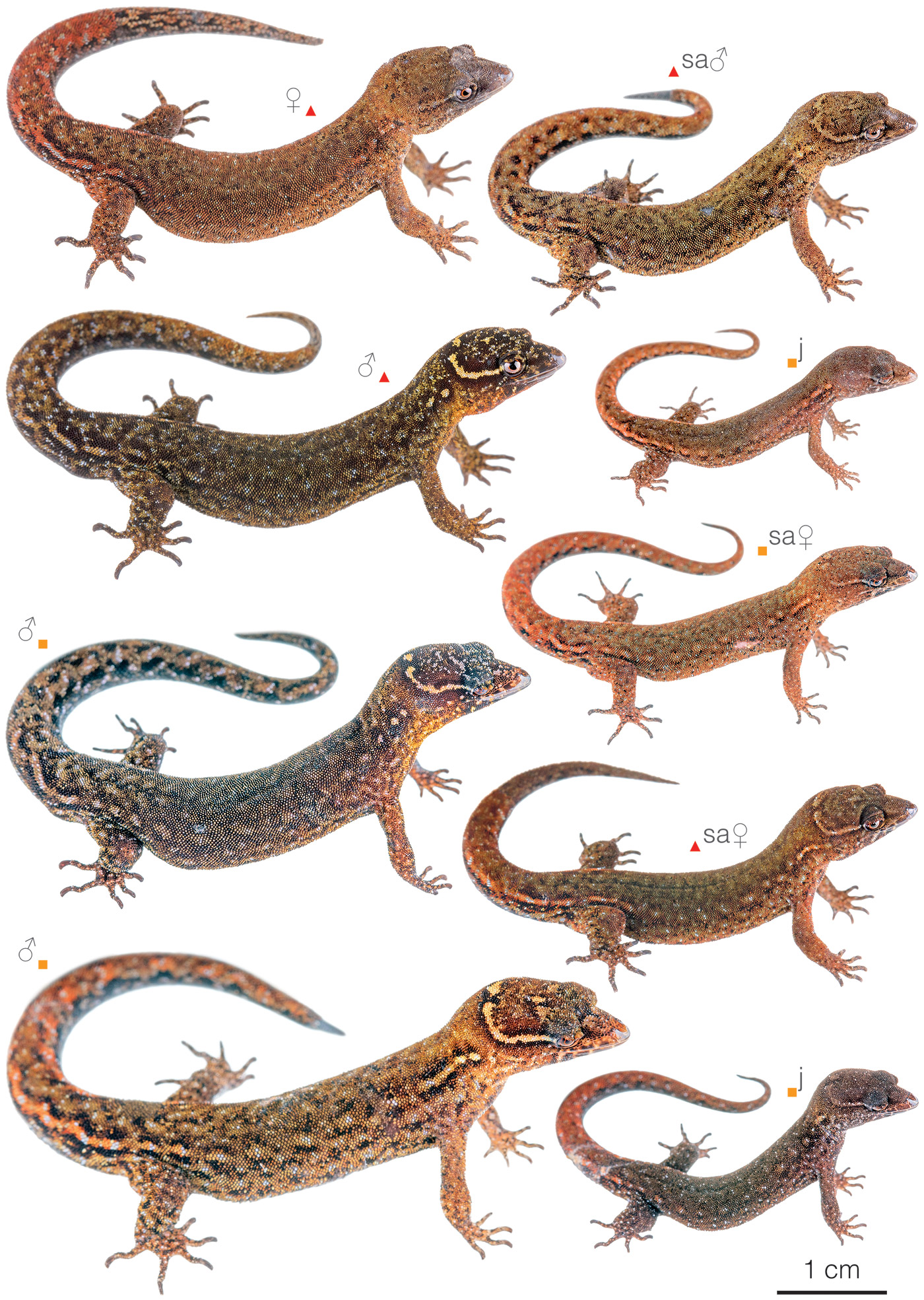 Figure showing variation among individuals of Lepidoblepharis conolepis