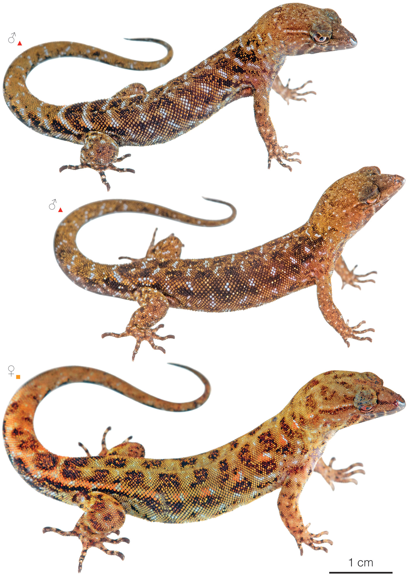 Figure showing variation among individuals of Lepidoblepharis grandis