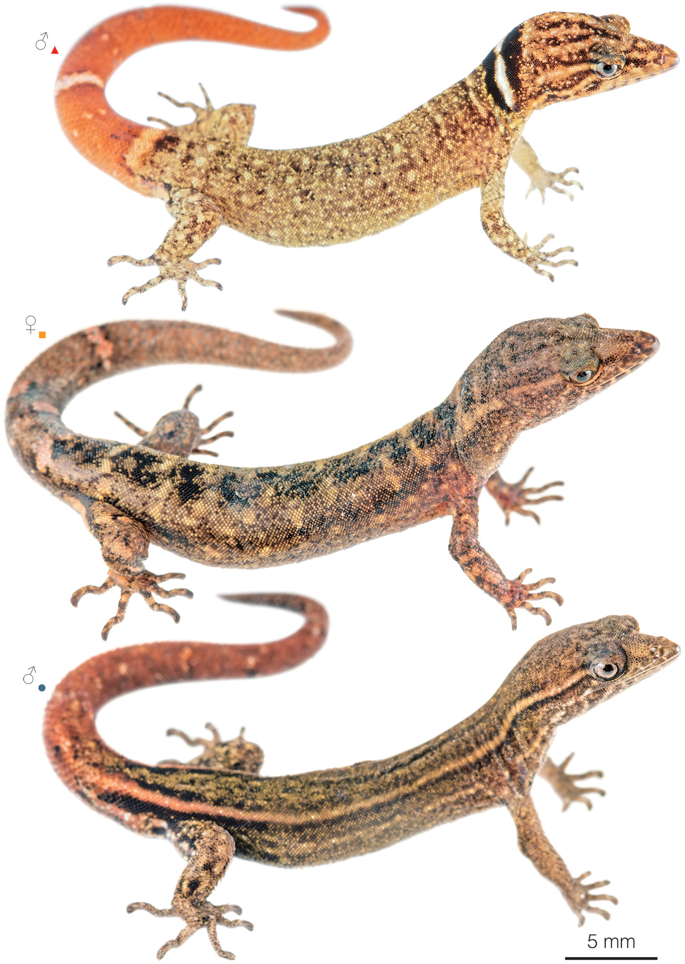 Figure showing variation among individuals of Lepidoblepharis intermedius