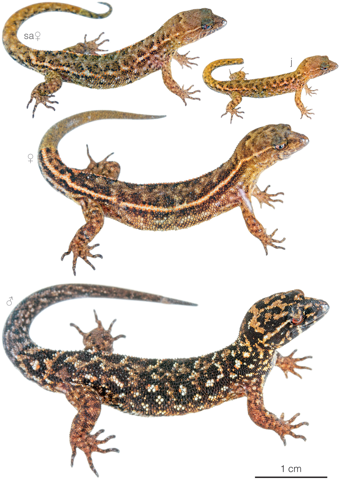 Figure showing variation among individuals of Lepidoblepharis ruthveni